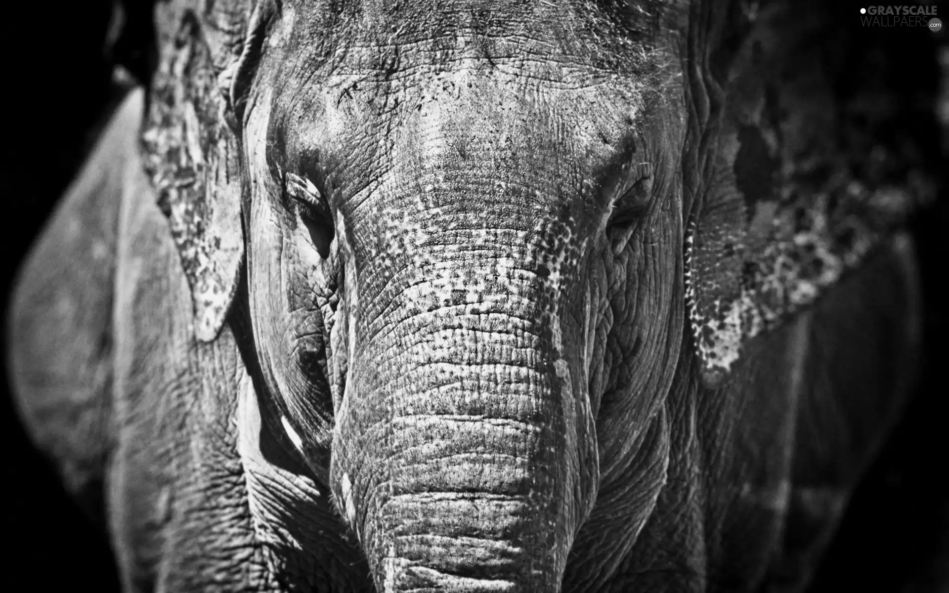 Elephant, trumpet