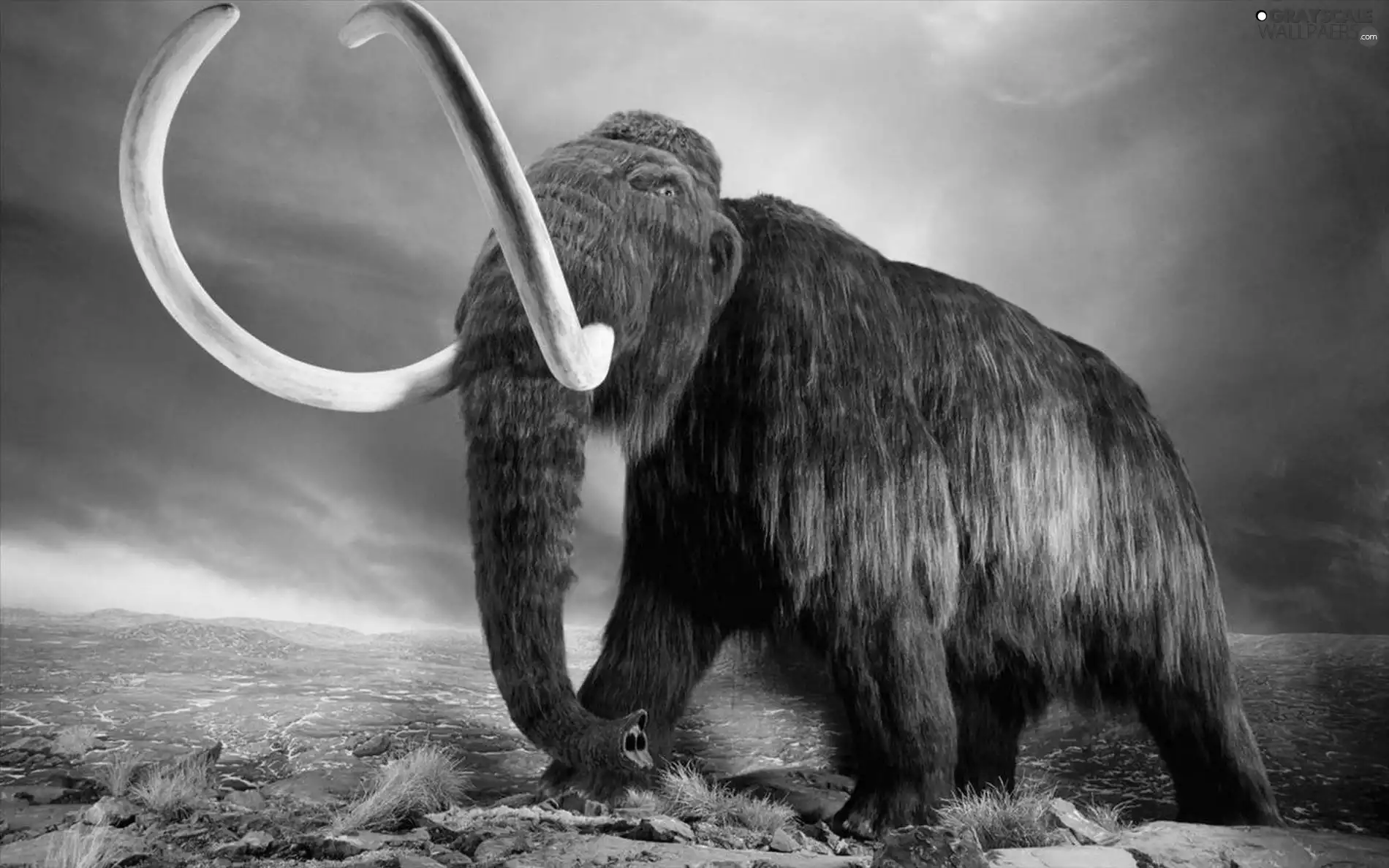 trumpet, mammoth, long