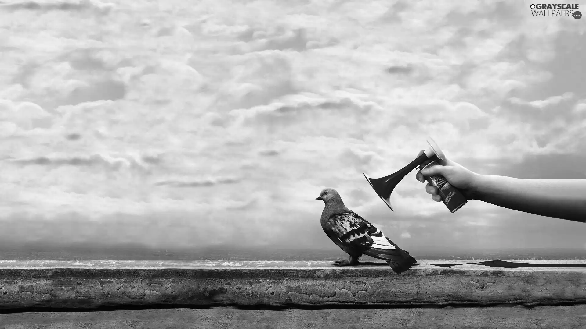 pigeon, trumpet