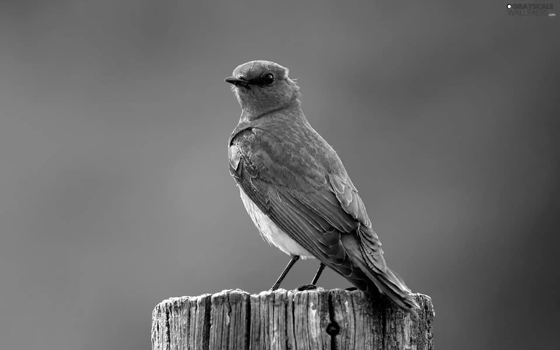 blue, bunting, trunk, Bird