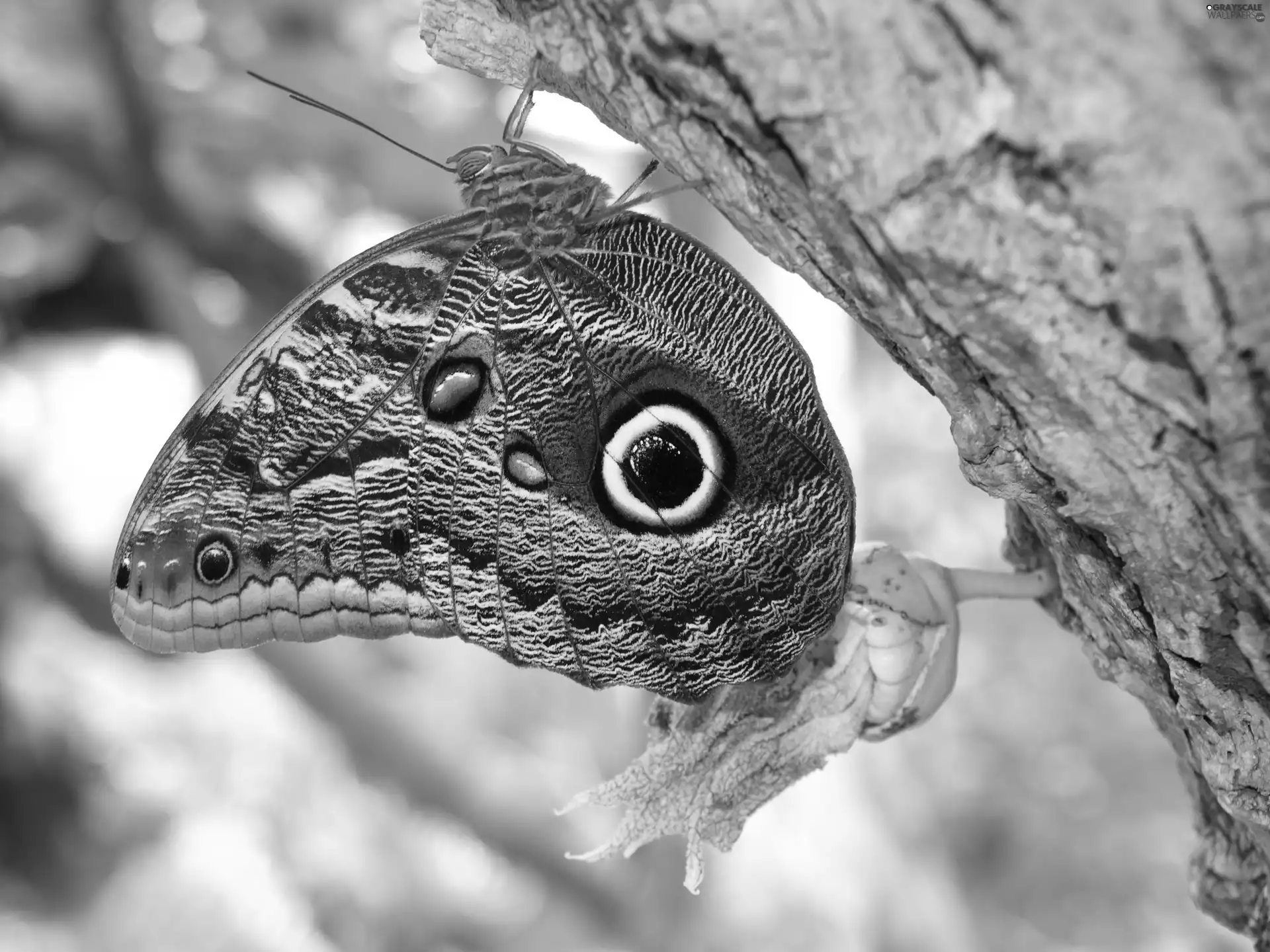 butterfly, trunk