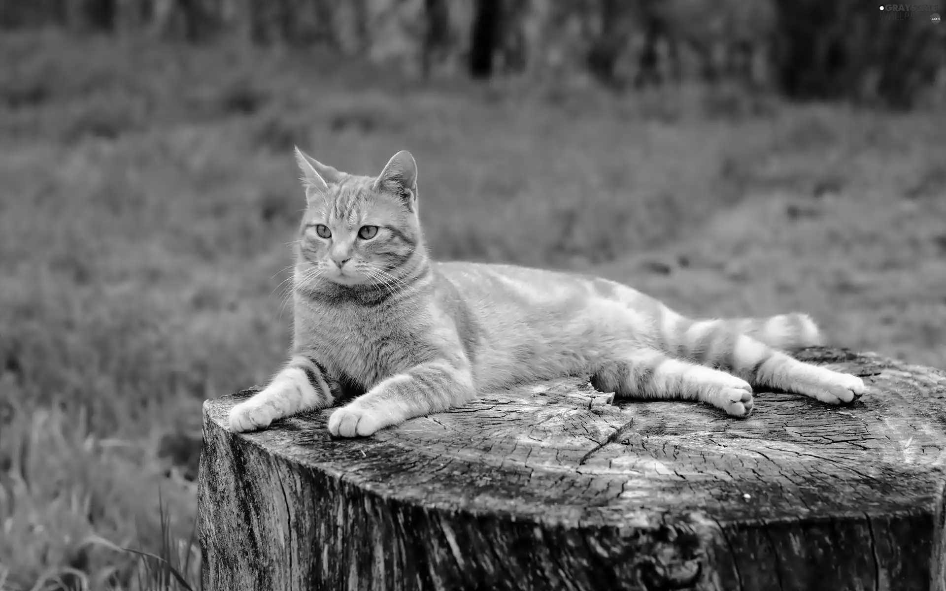 trunk, ginger, cat