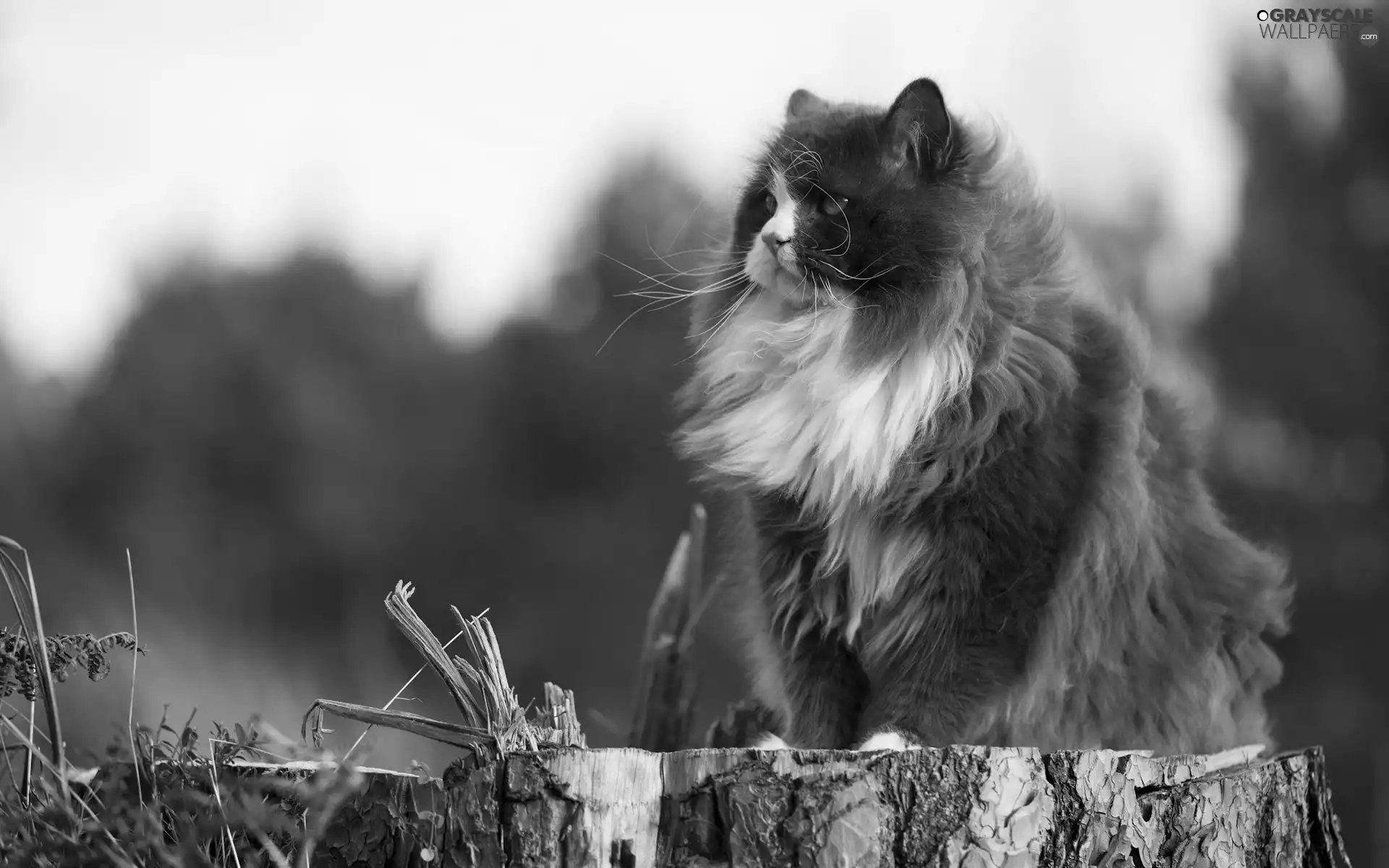 trunk, Longhaired, cat