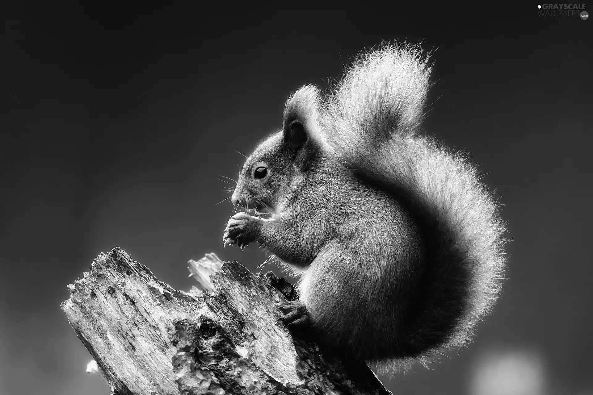 trunk, squirrel, crest