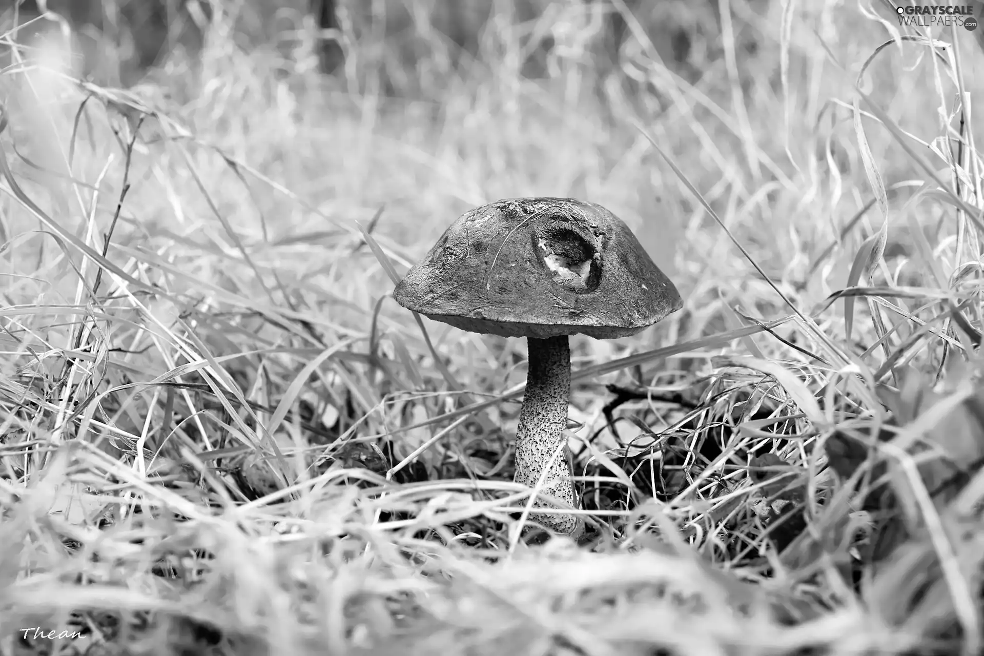 trunk, grass, Kozak, Hat, Mushrooms