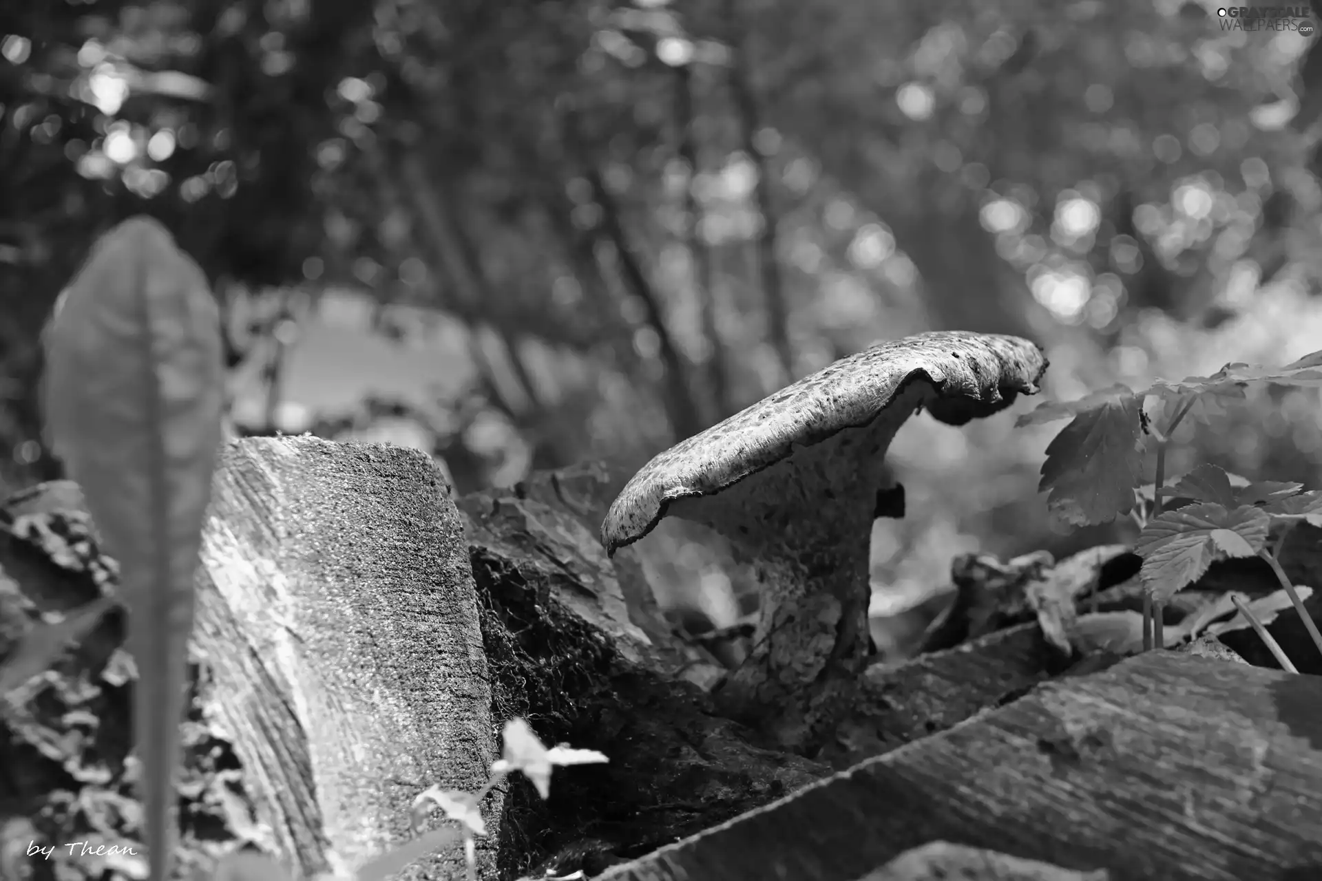 Mushrooms, cut-off, trunk, an
