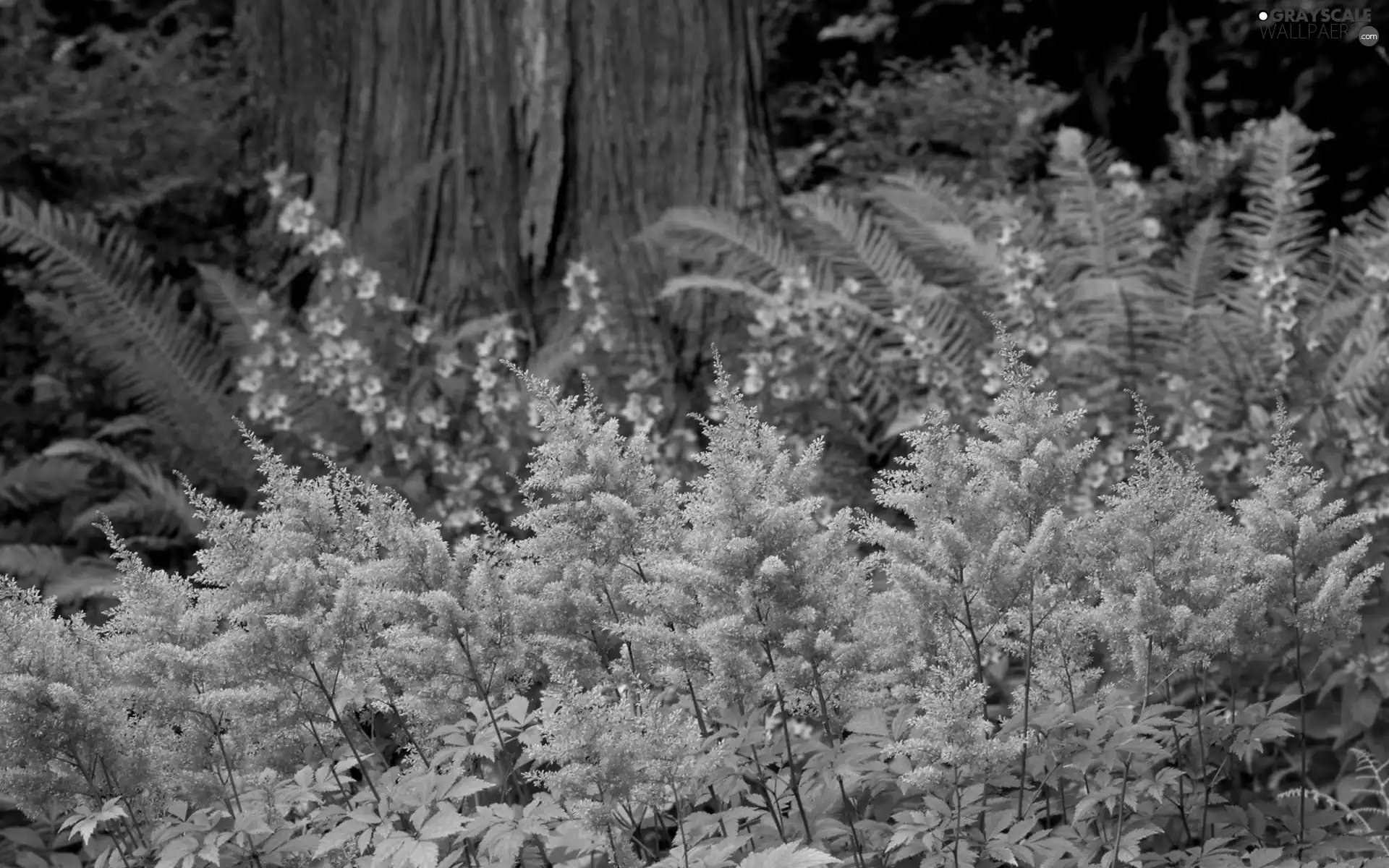 Pink, fern, trunk, Flowers