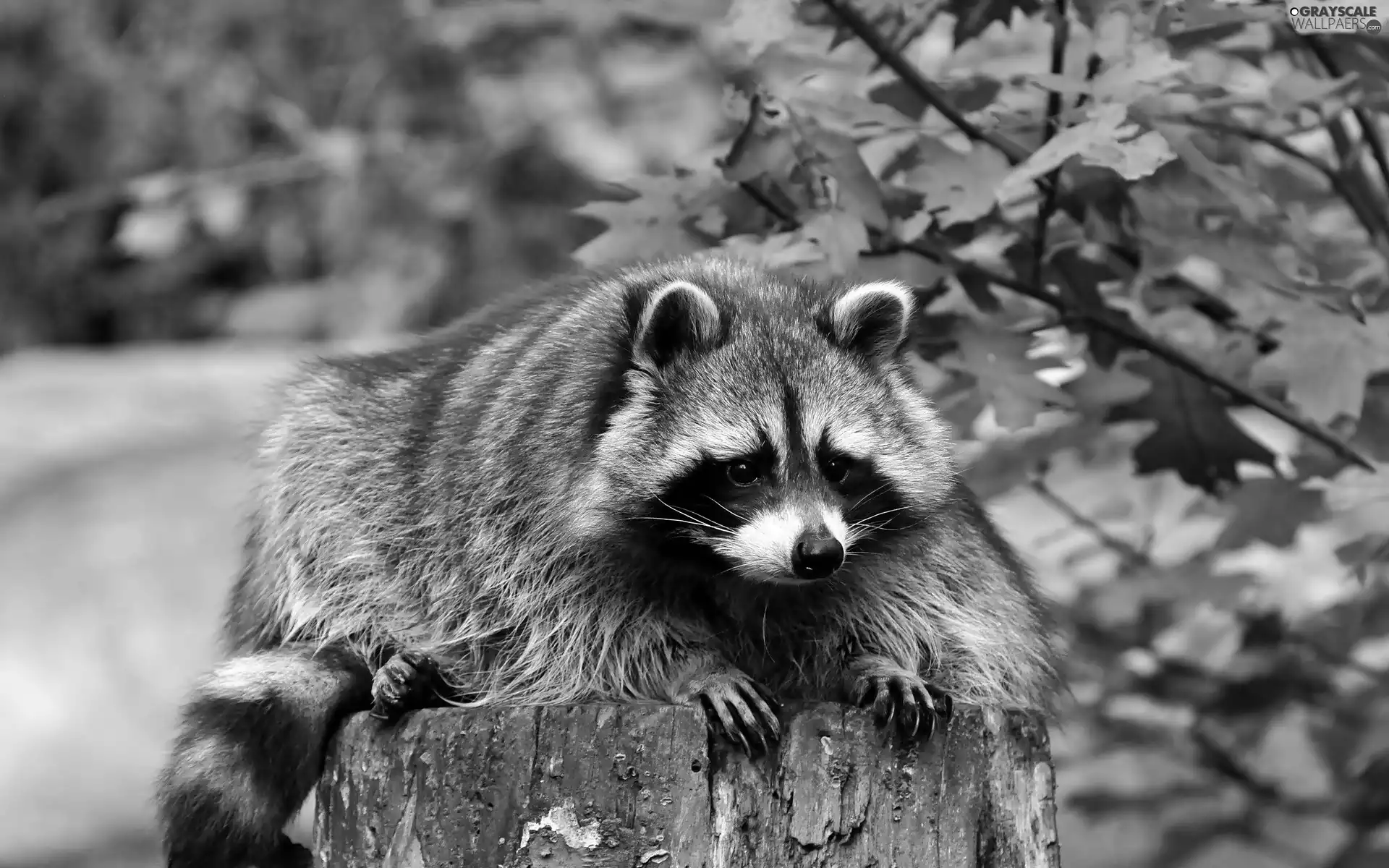 raccoon, trunk