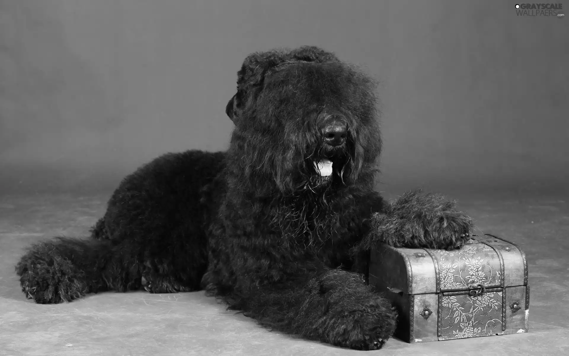 trunk, terrier, russian