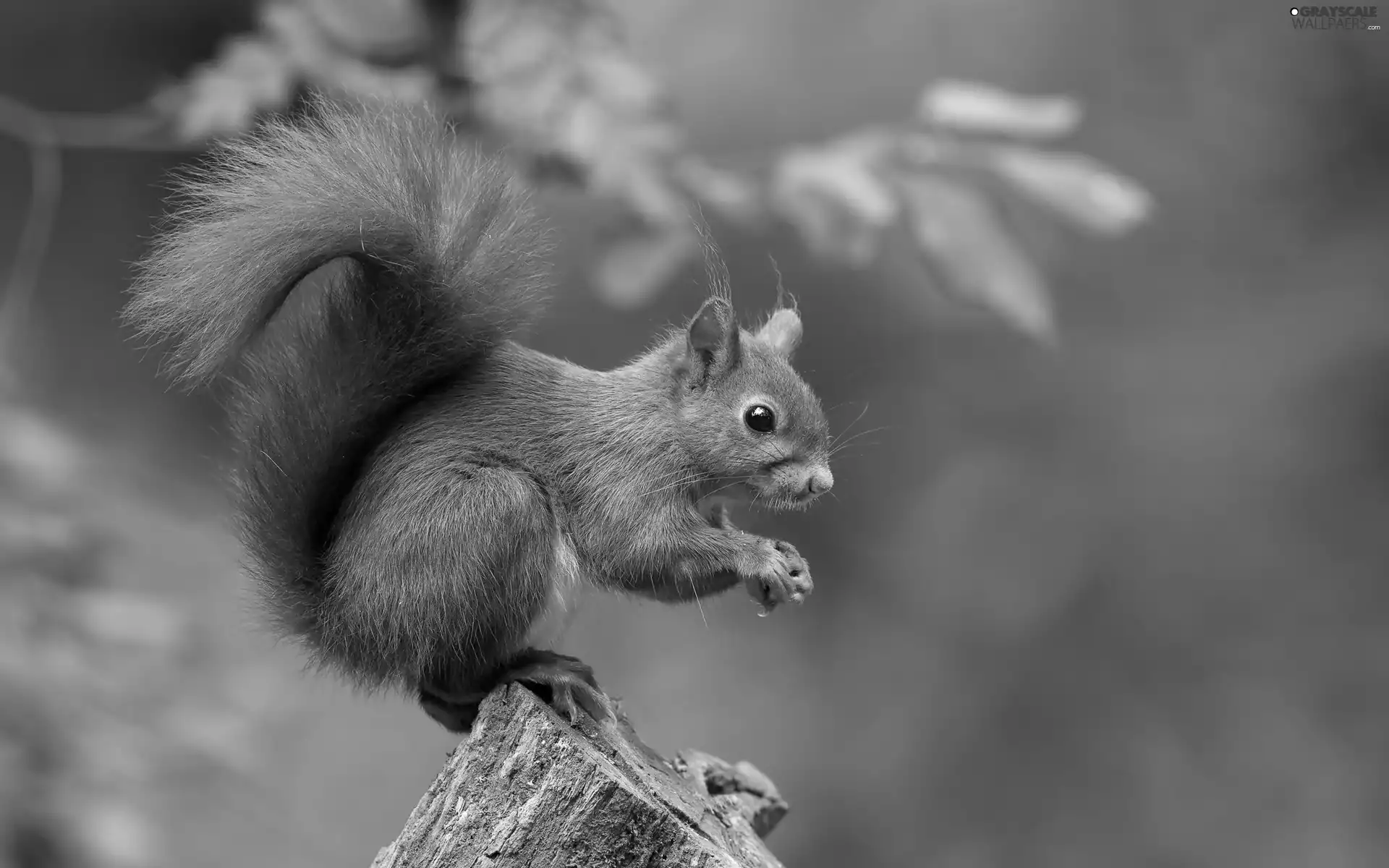 trunk, Ginger, squirrel