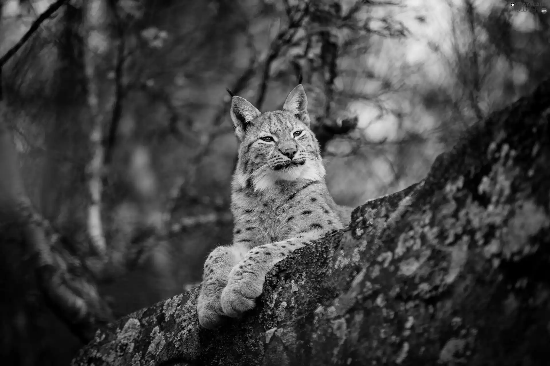 trunk, Lynx, trees