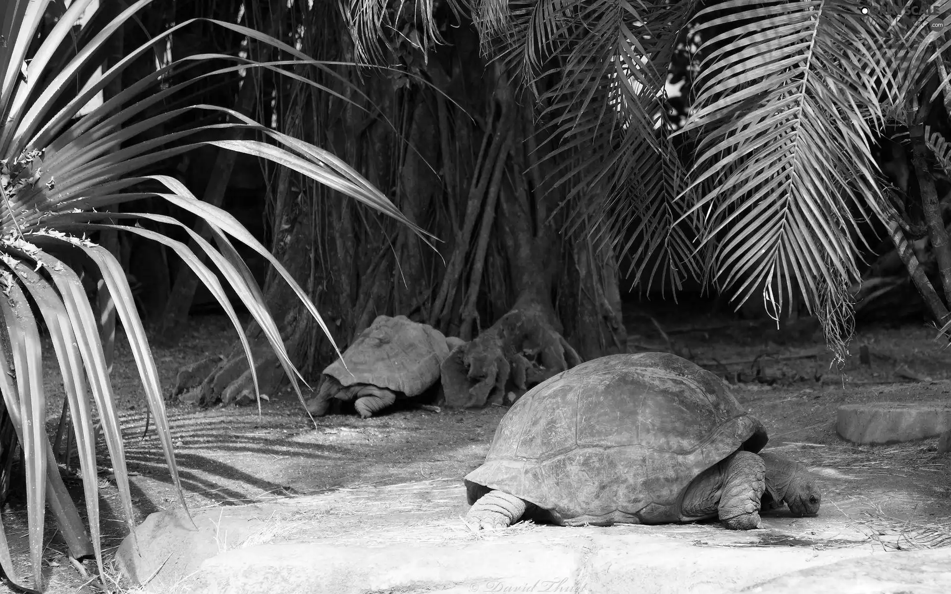 Turtles, crust, trunk, Palms