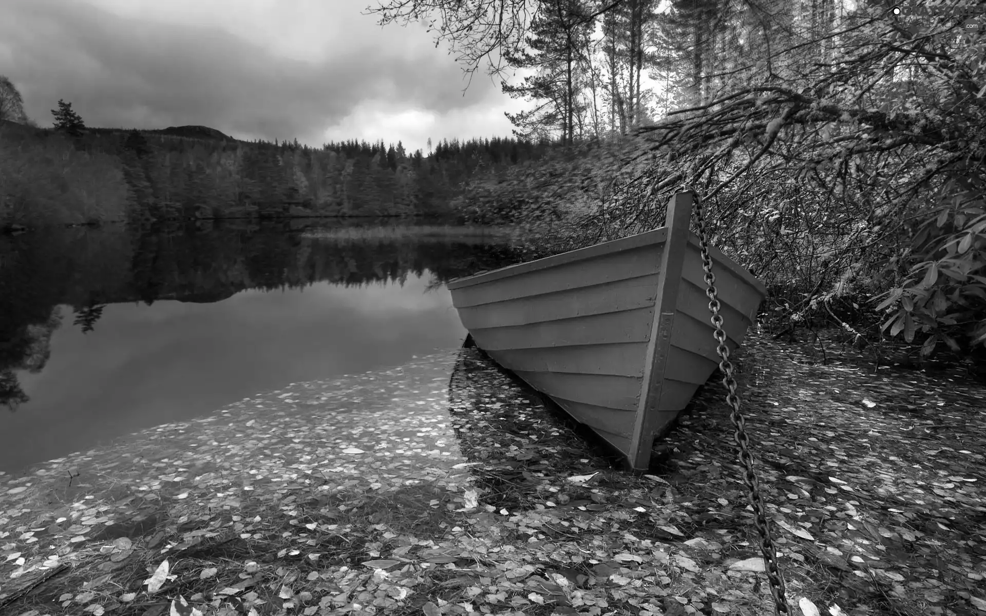 viewes, lake, Green, trees, autumn, Leaf, bath-tub