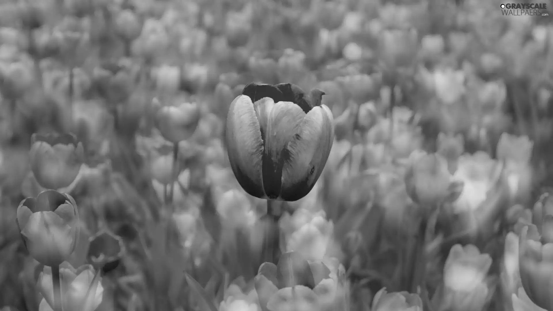 Tulips, tulip, Colorful Background, Red