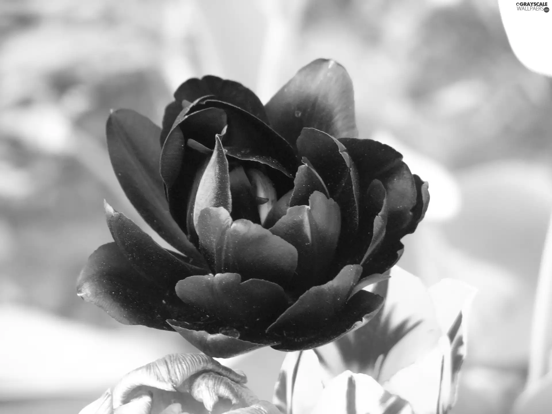 dark, tulip