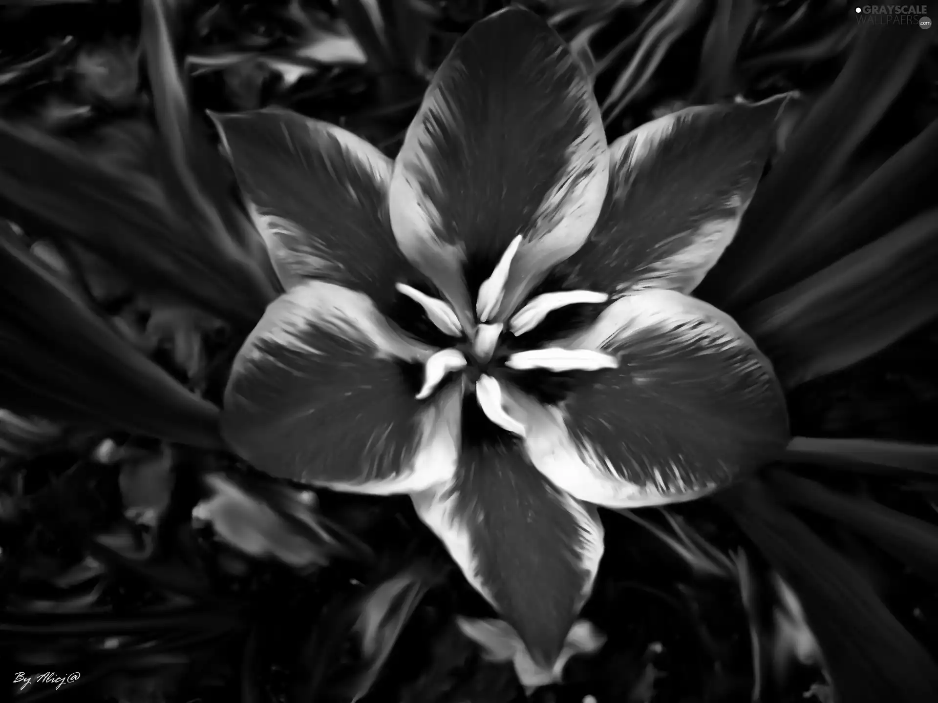 tulip, Red, flourished
