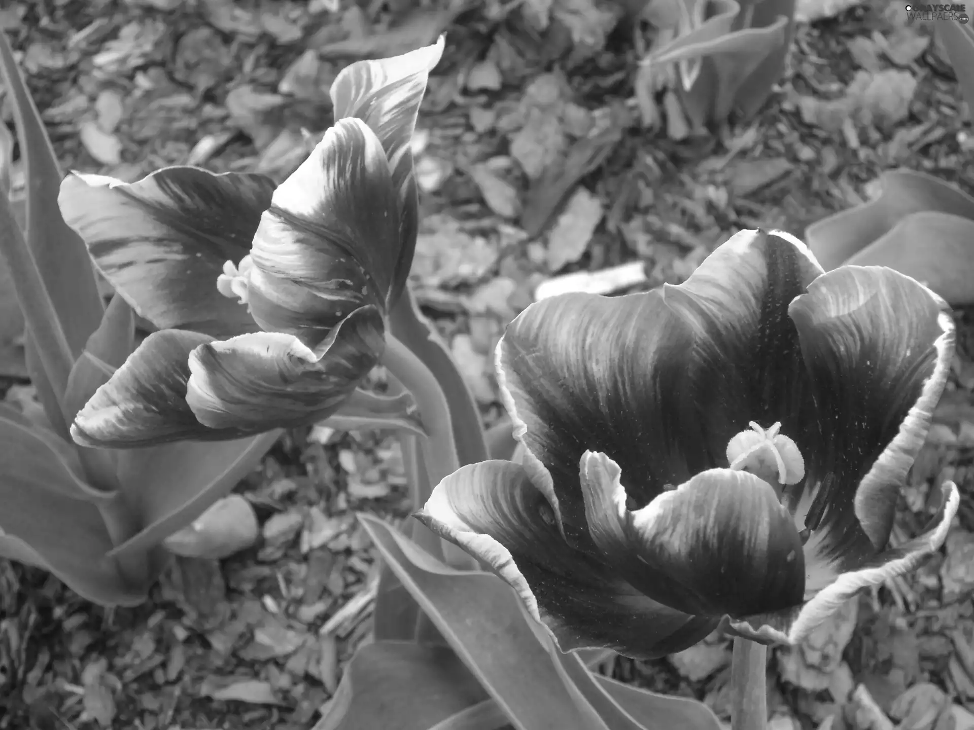 Orange, tulip