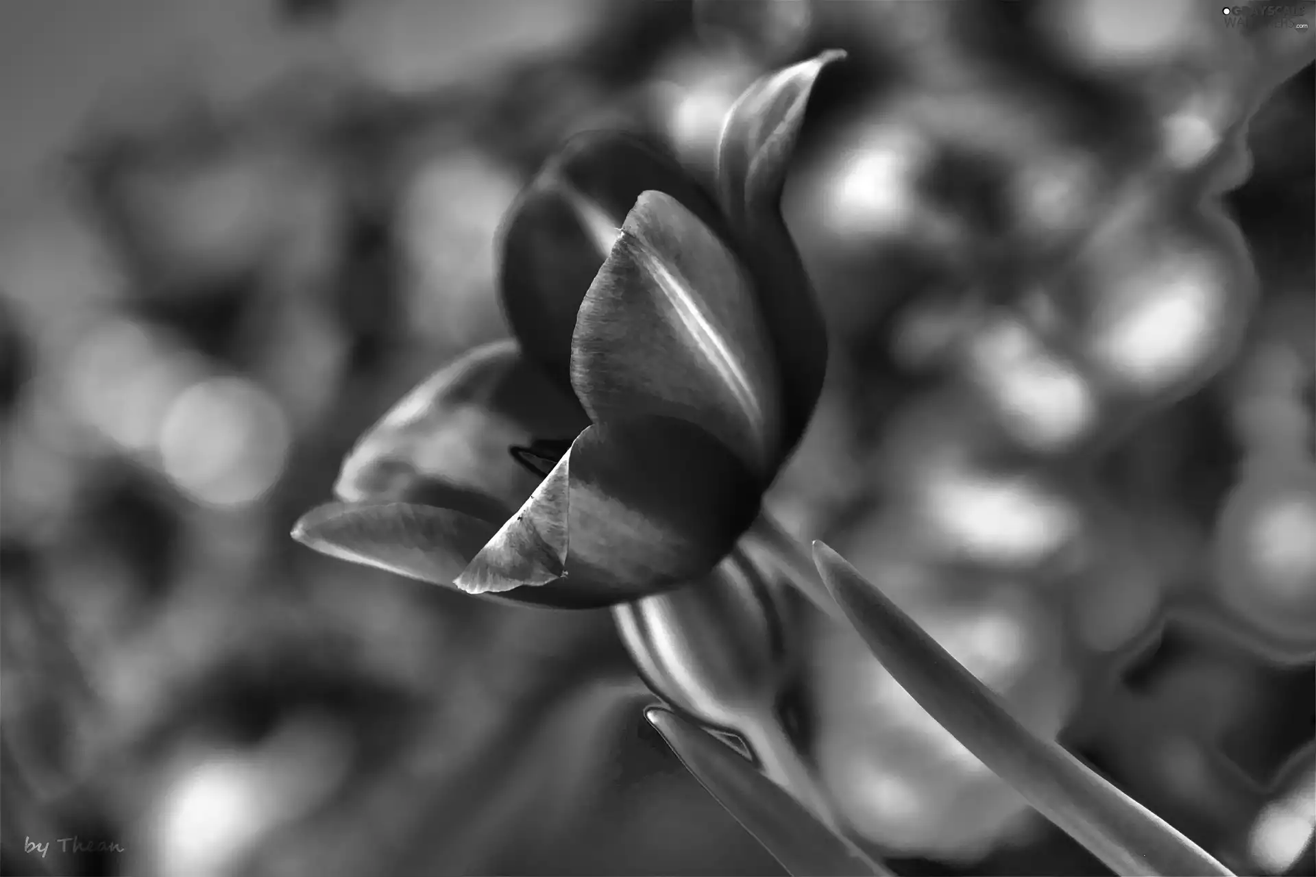 Pink, tulip