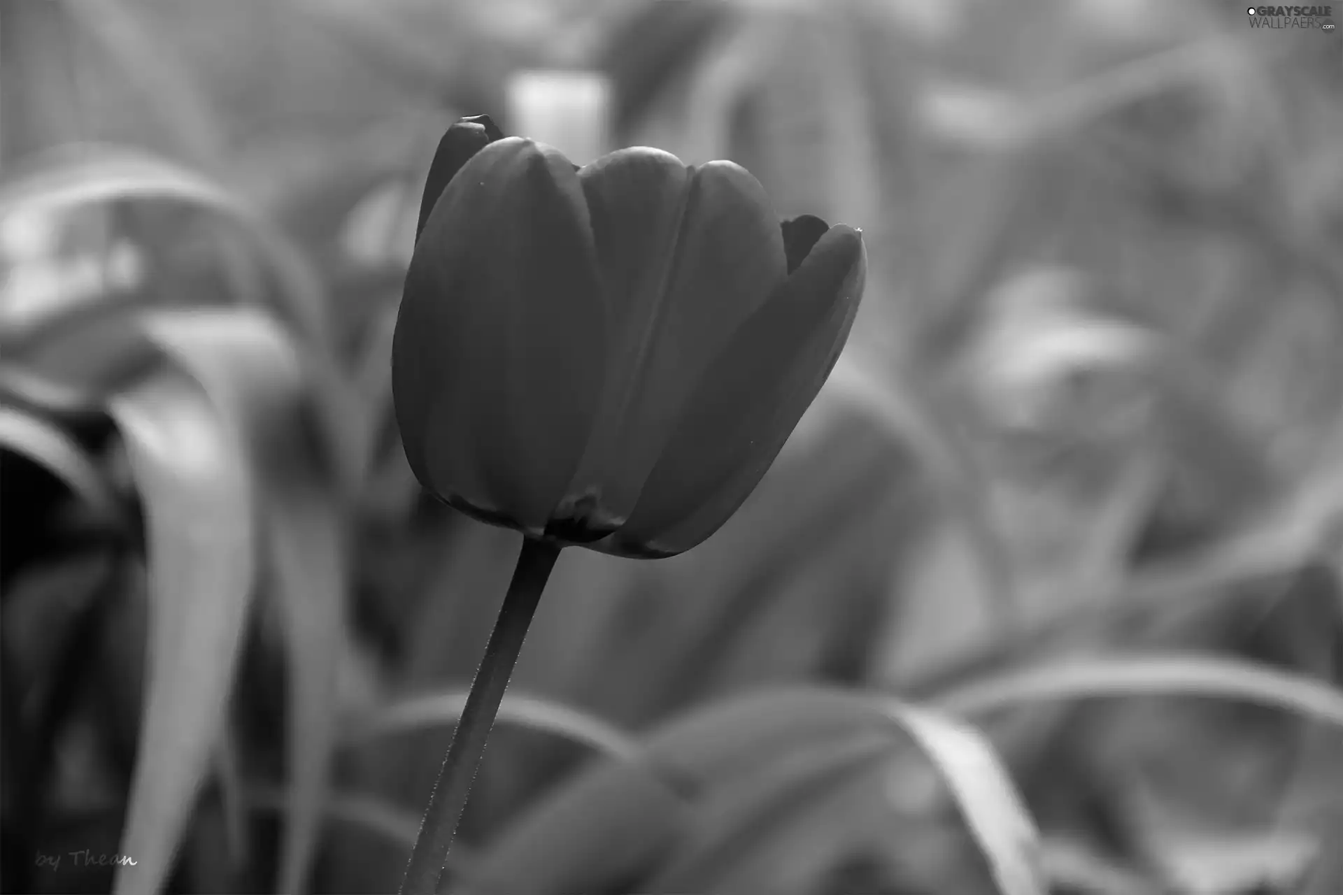 Red, tulip