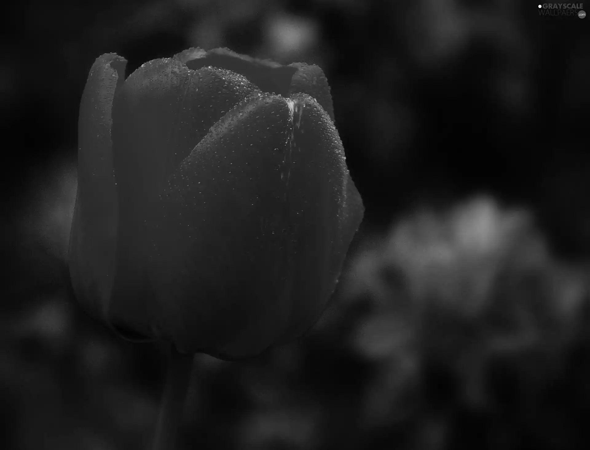 Red, tulip