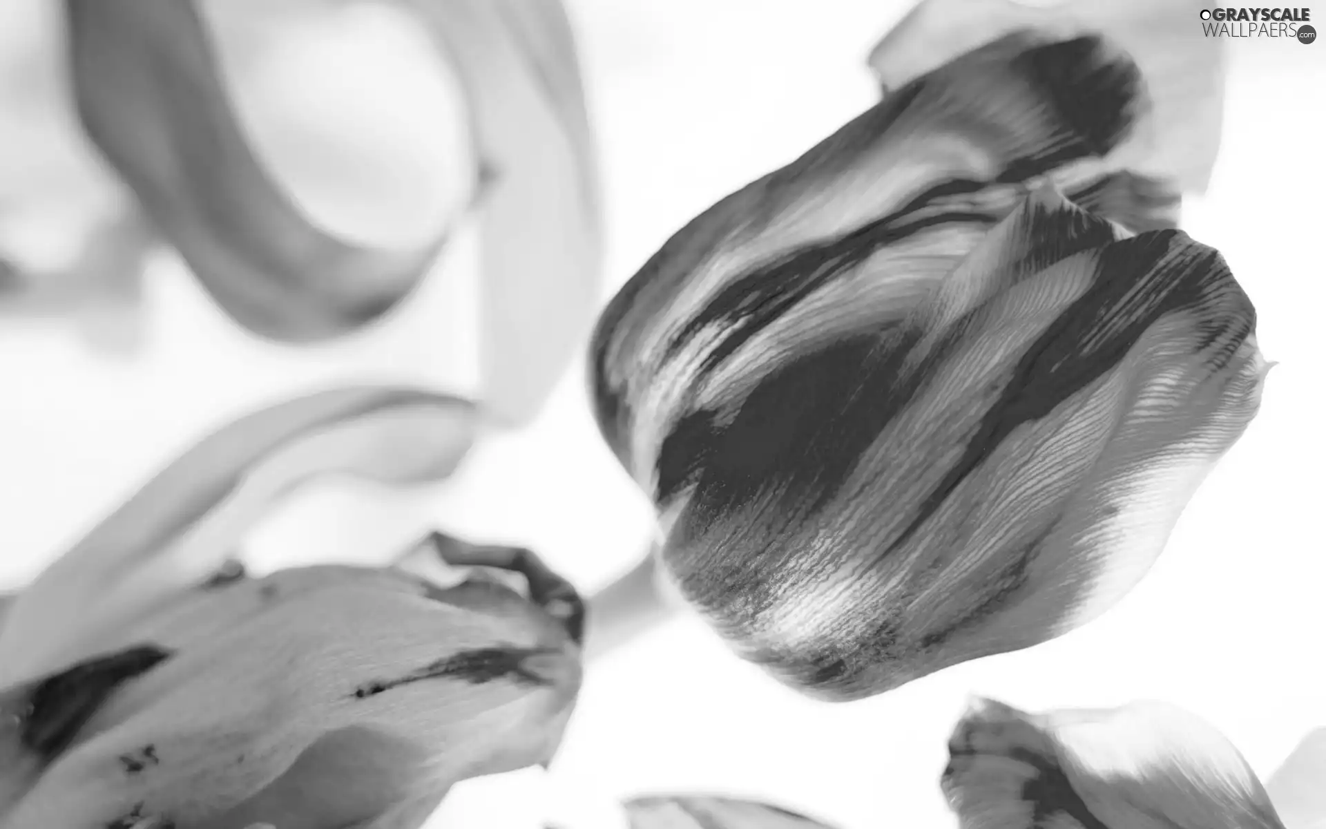 Red, tulip