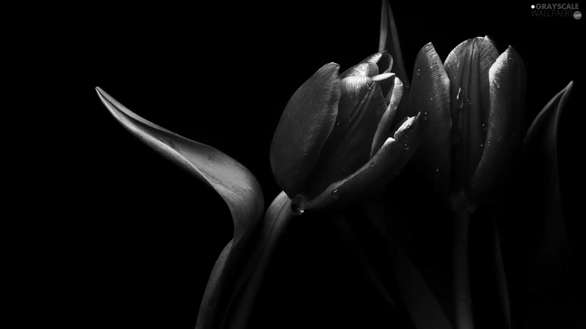Red, tulip