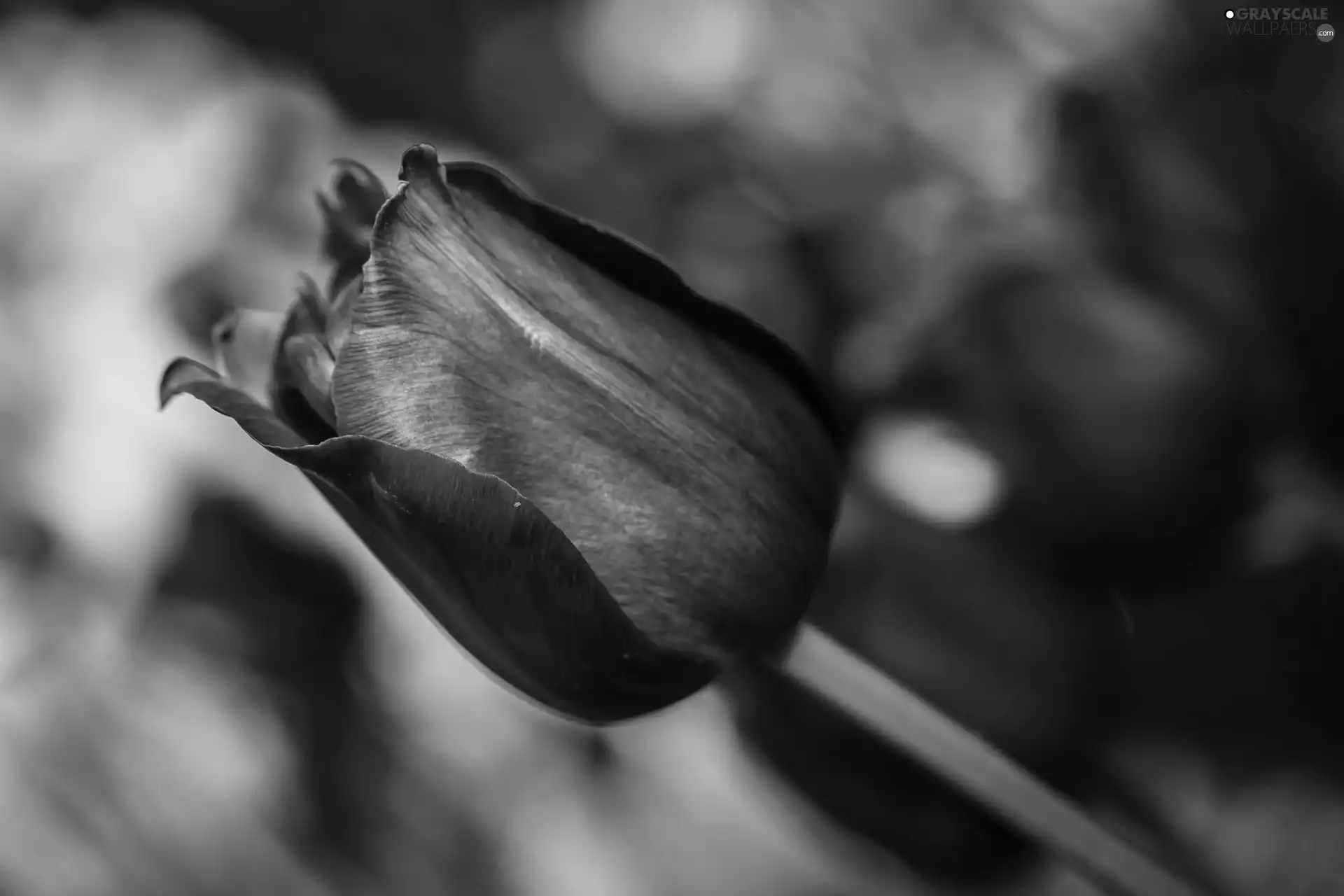 Violet, tulip