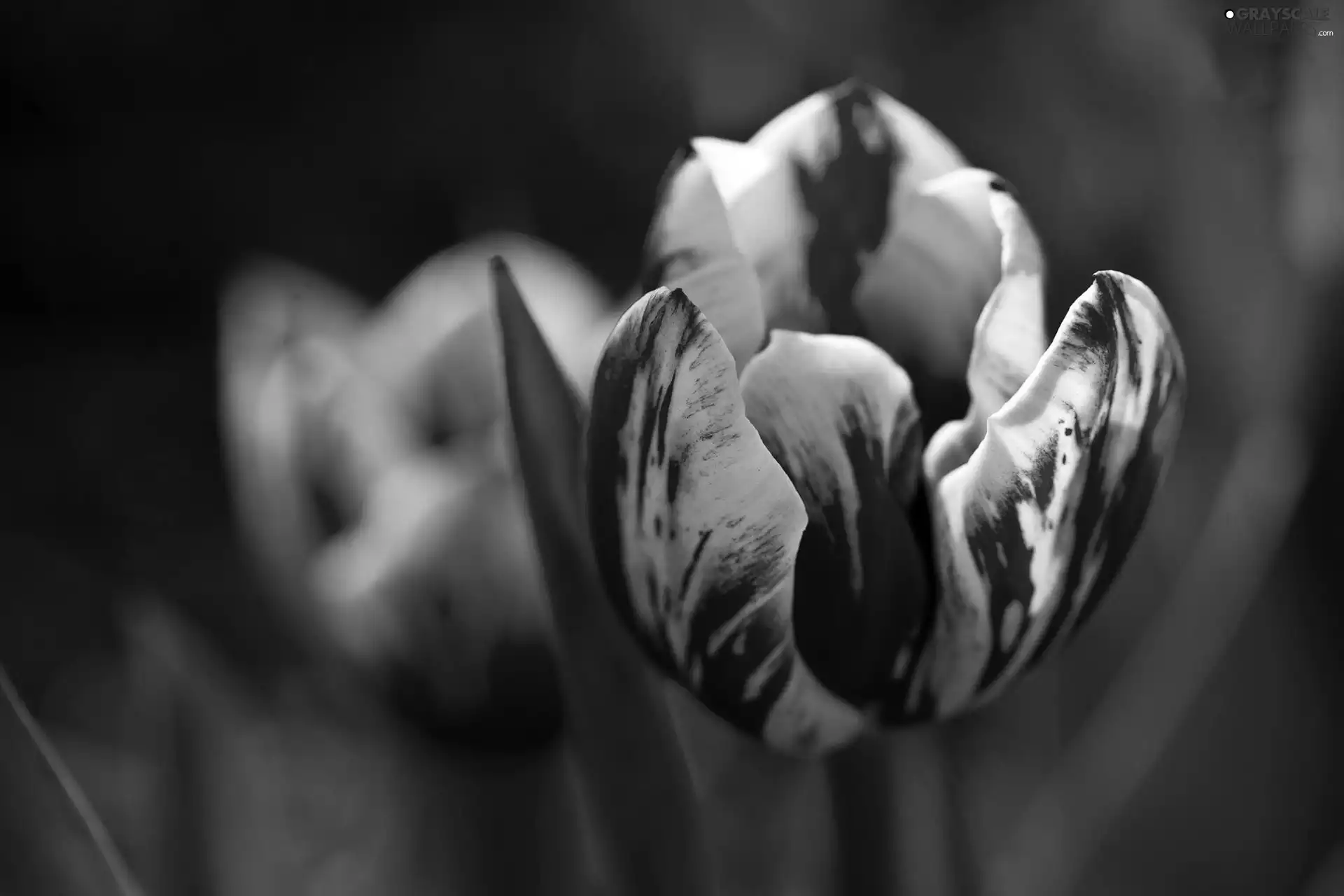 tulip, red, White