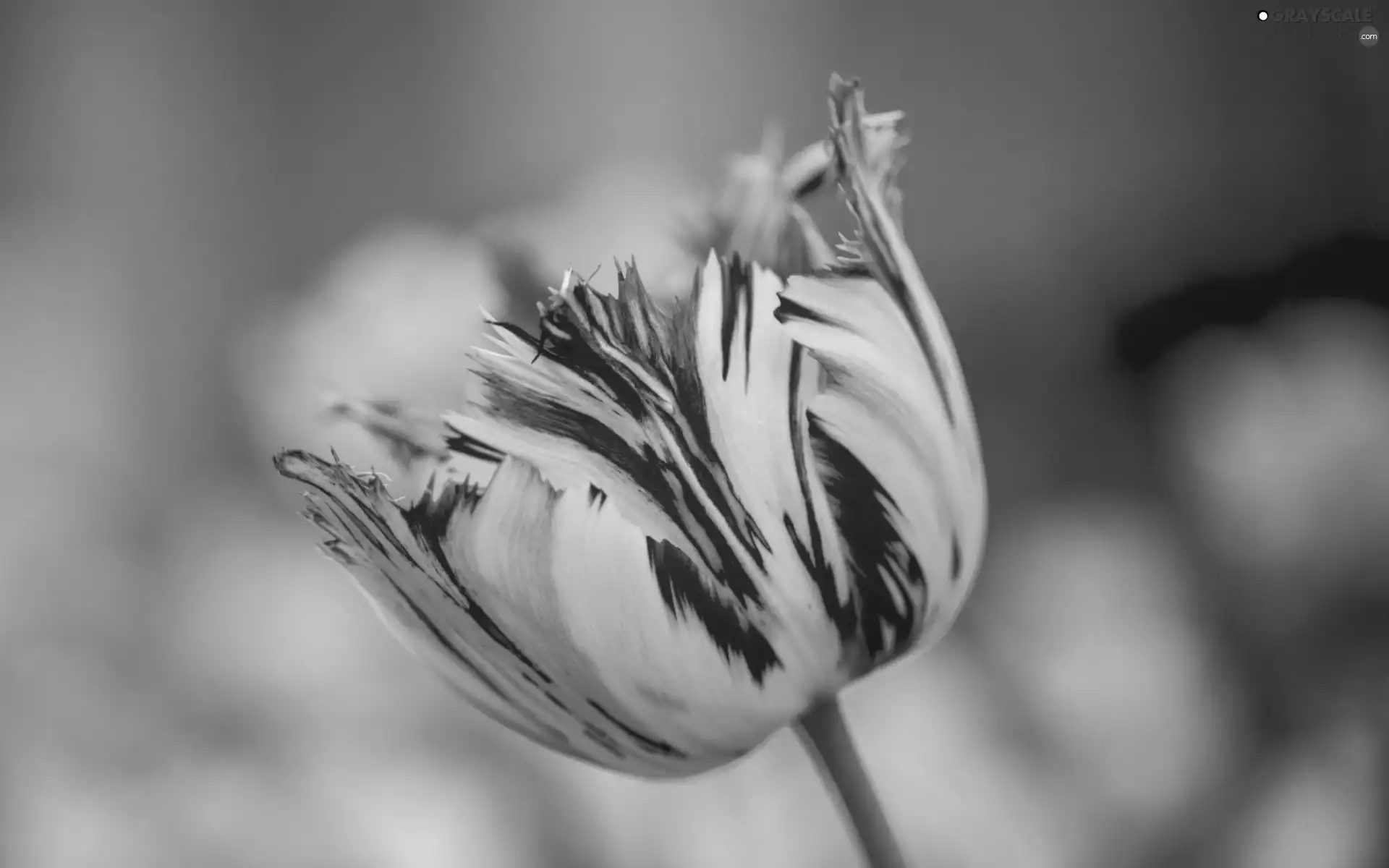 tulip, red, Yellow