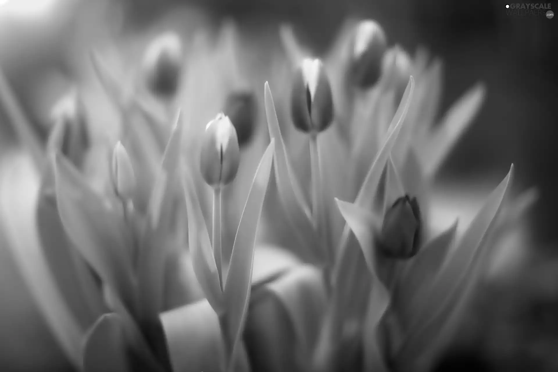 Tulips