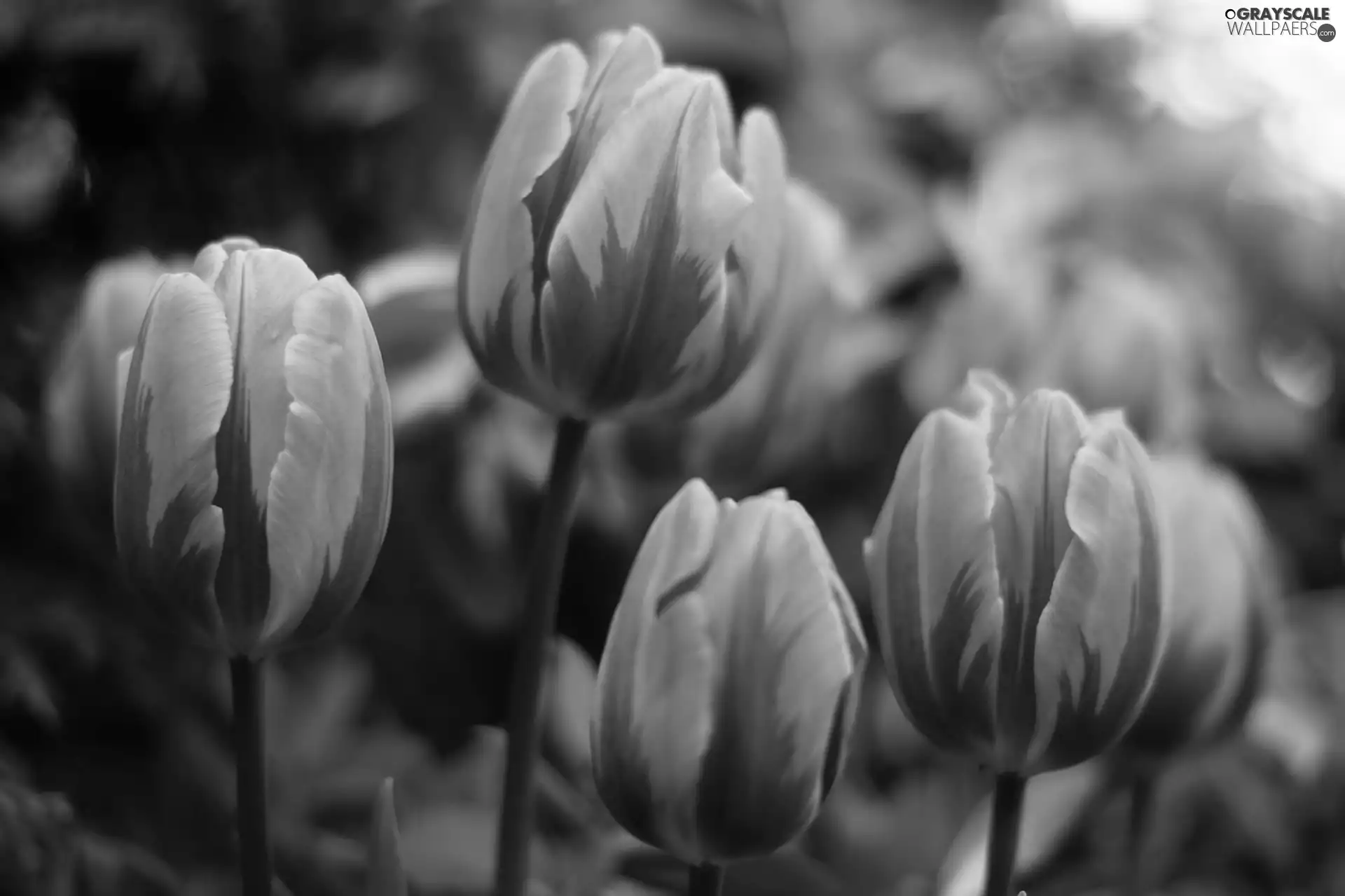 Tulips