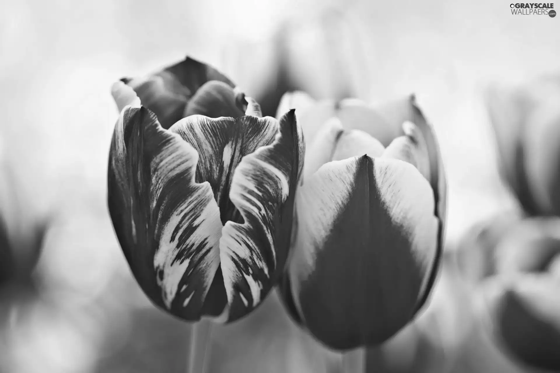 Tulips