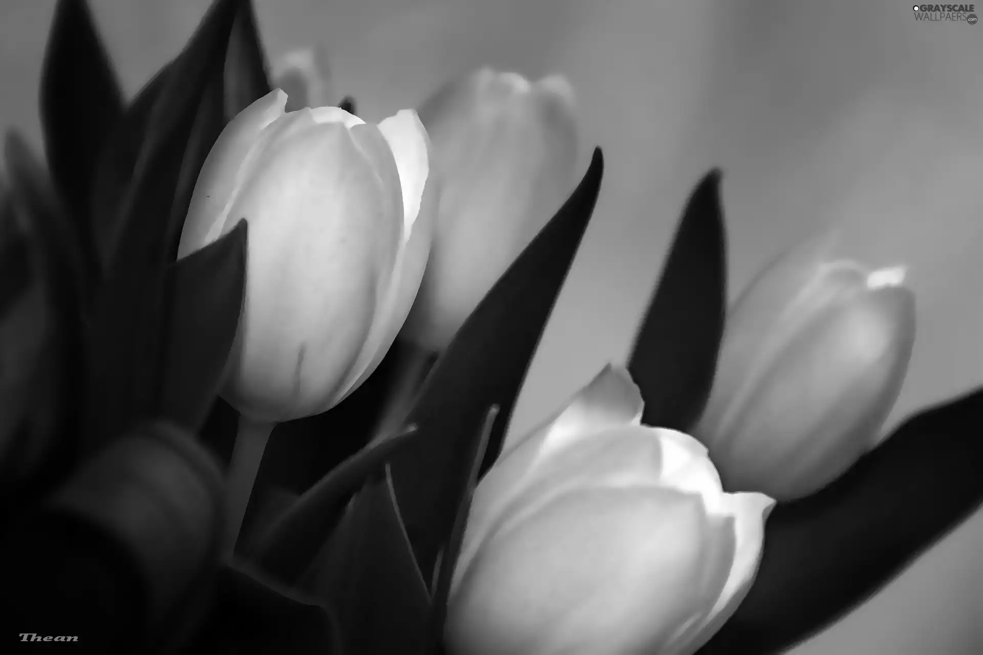 Tulips