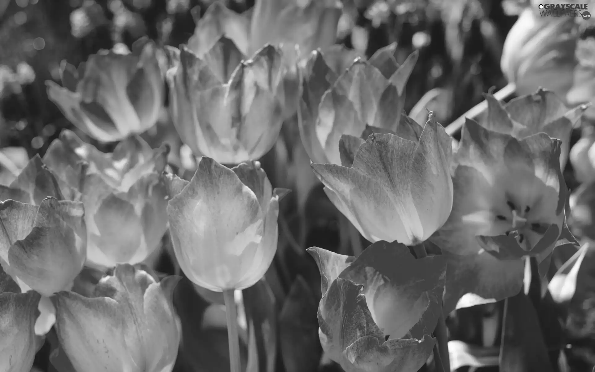 Tulips