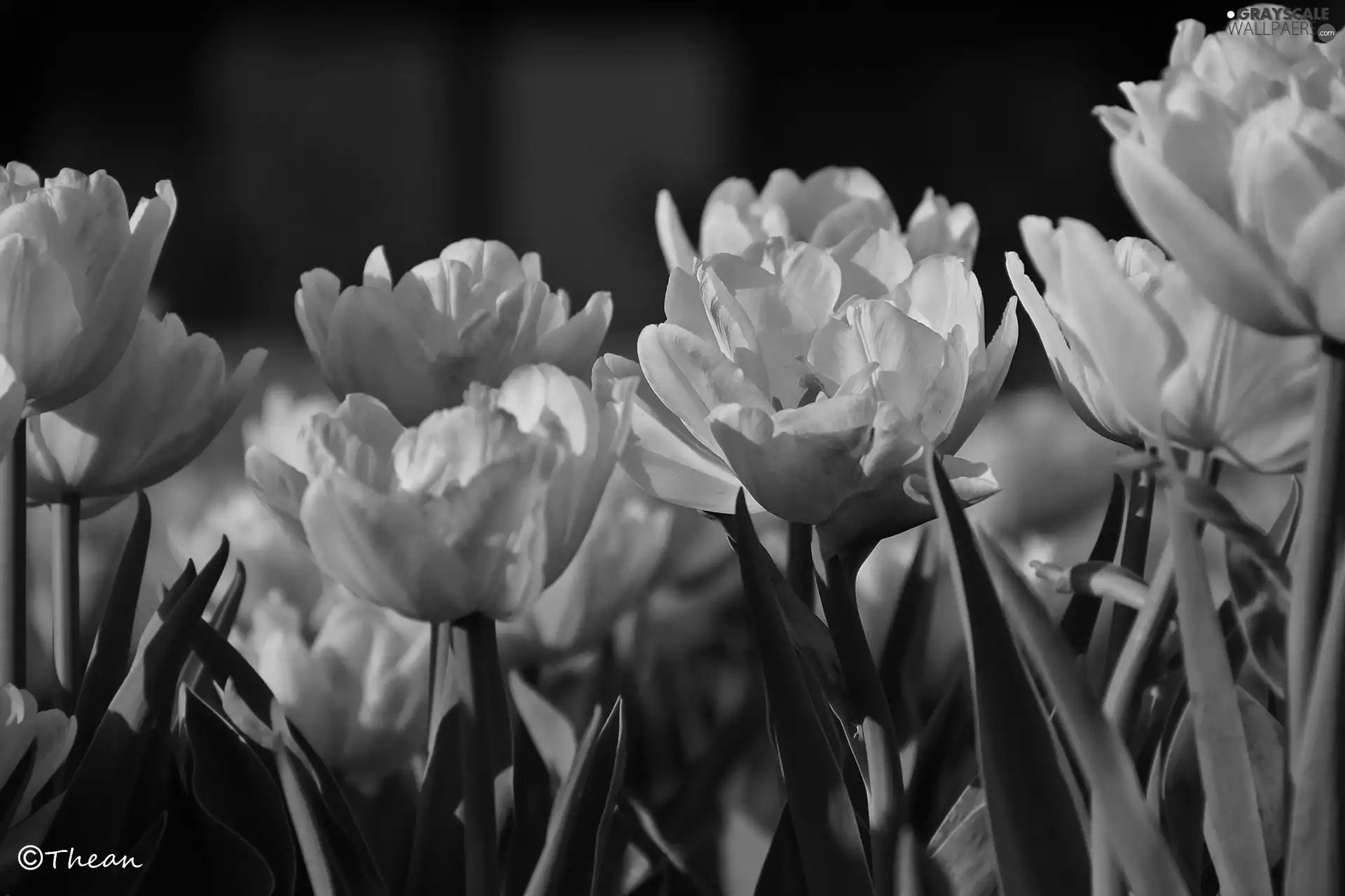 white and Pink, Tulips