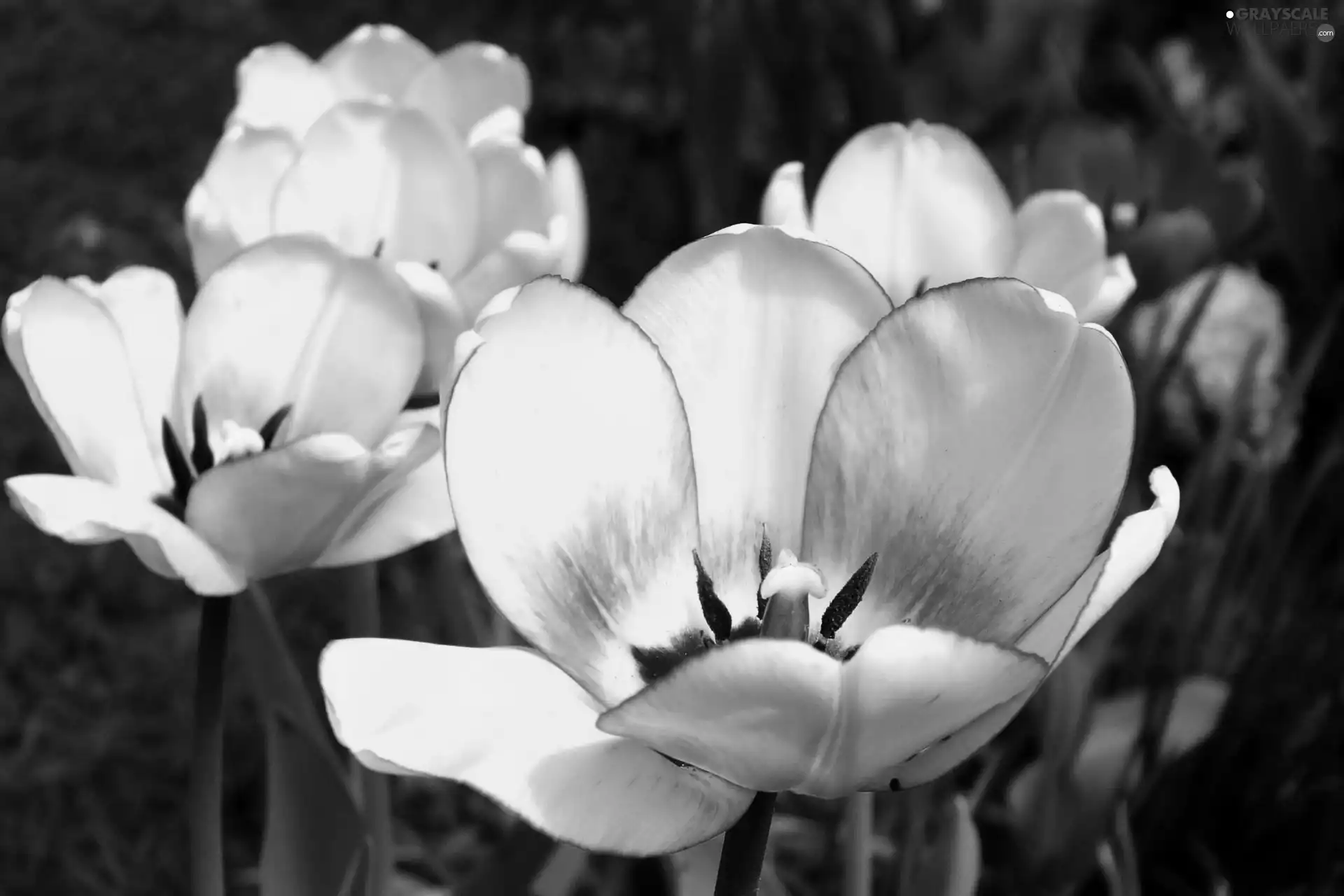 Tulips, Yellow, bloom