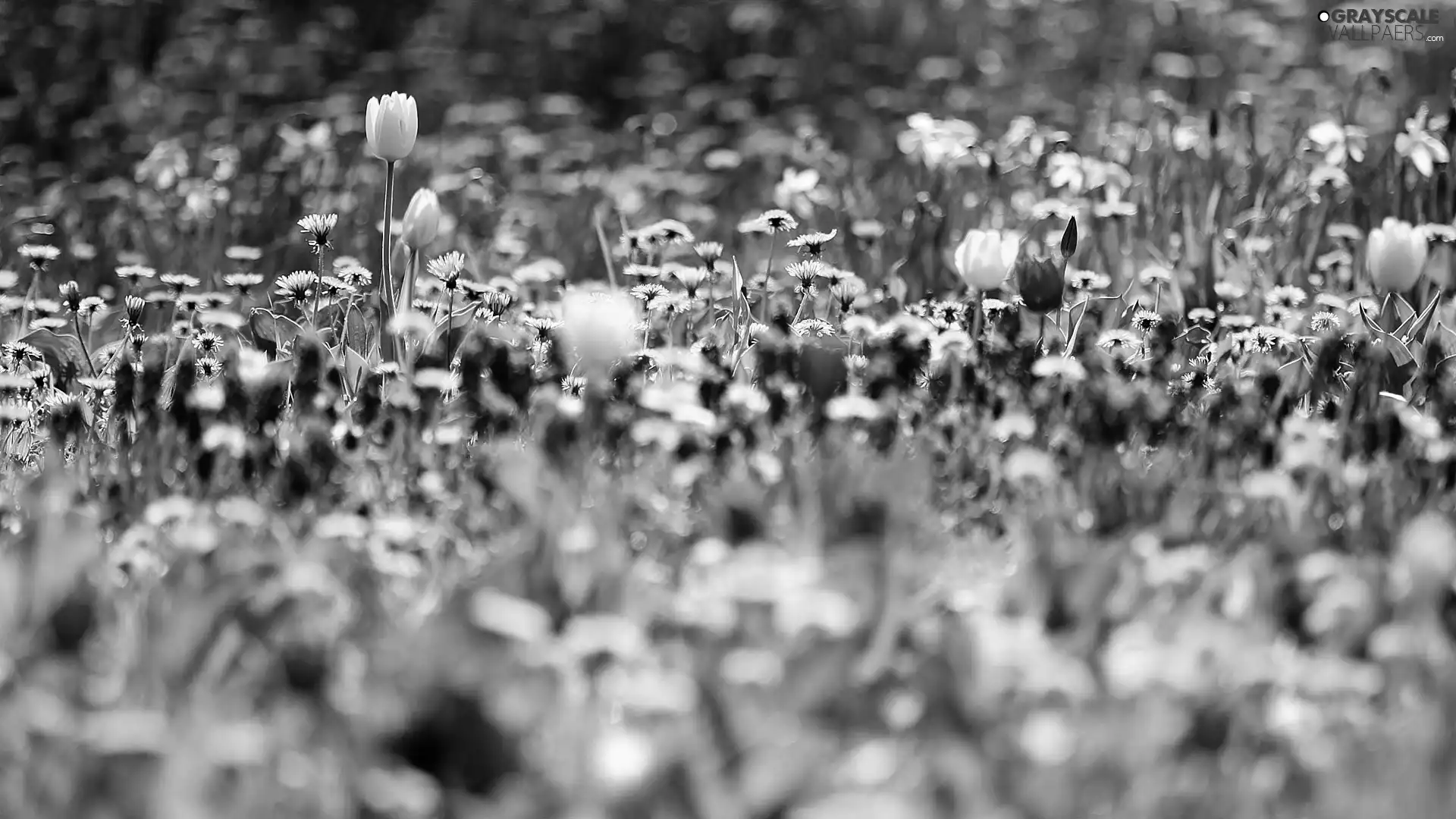 Tulips, blur, Flowered, Meadow, Spring