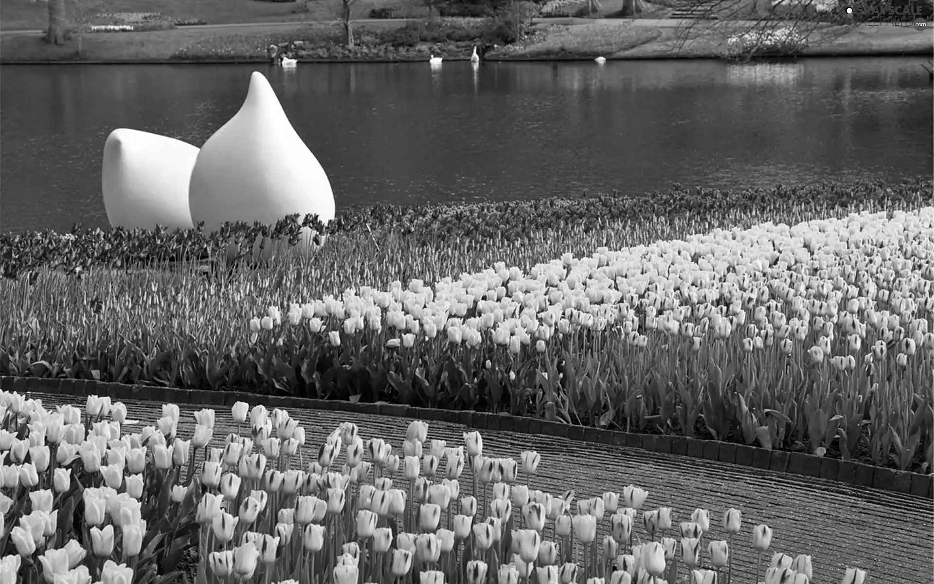 flourishing, Park, White, Pond - car, Spring, Tulips, sculpture