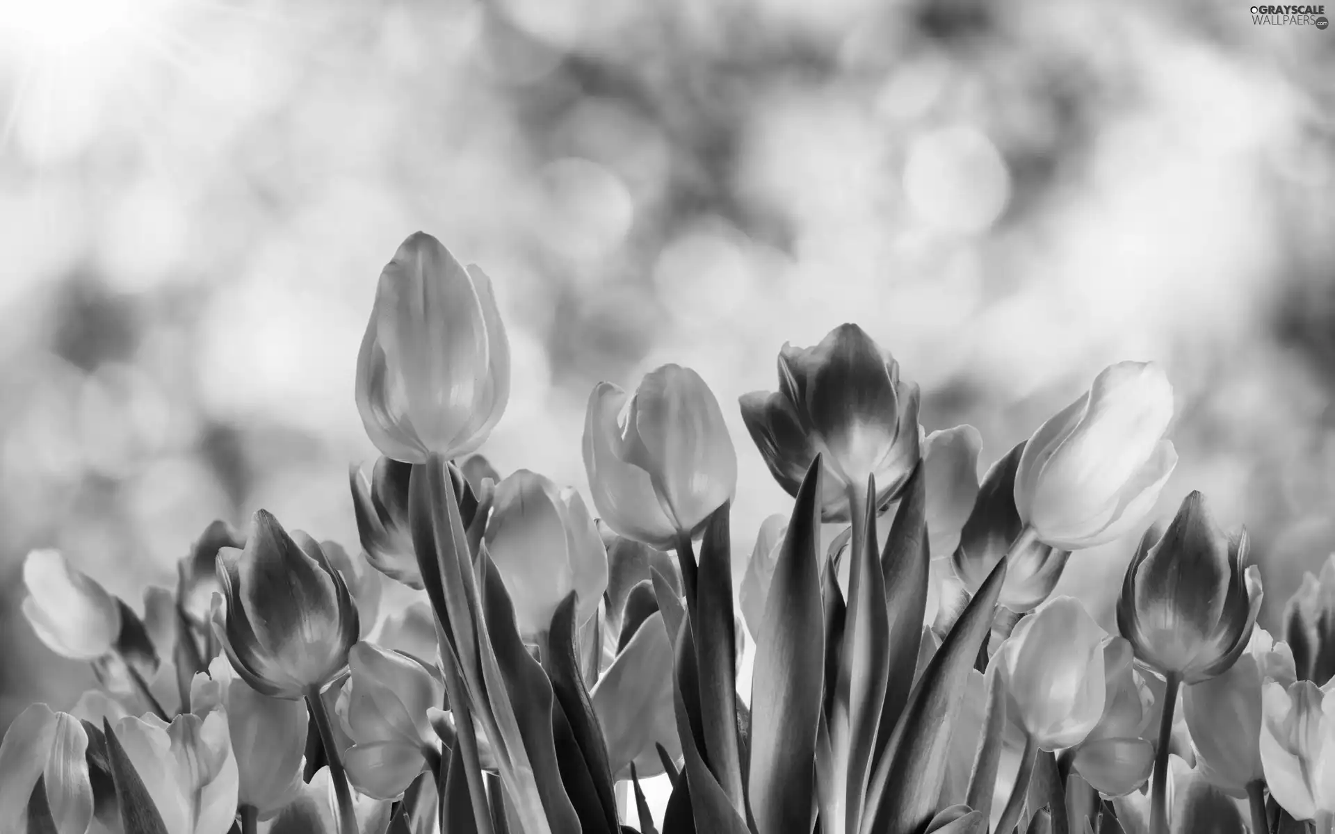 color, Tulips