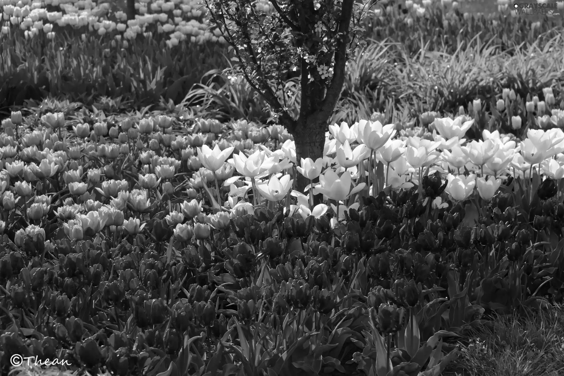 color, Tulips