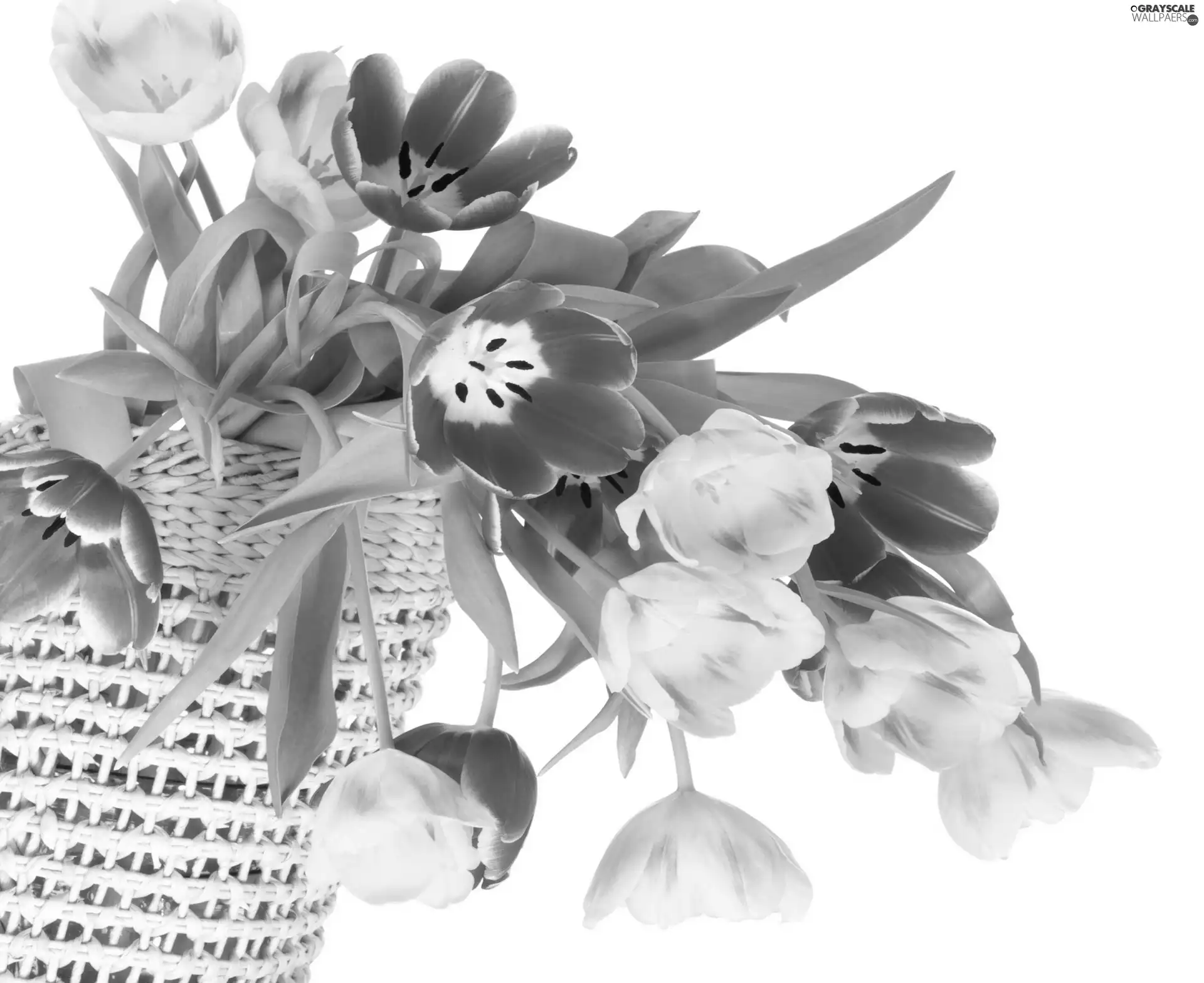 Tulips, basket, color