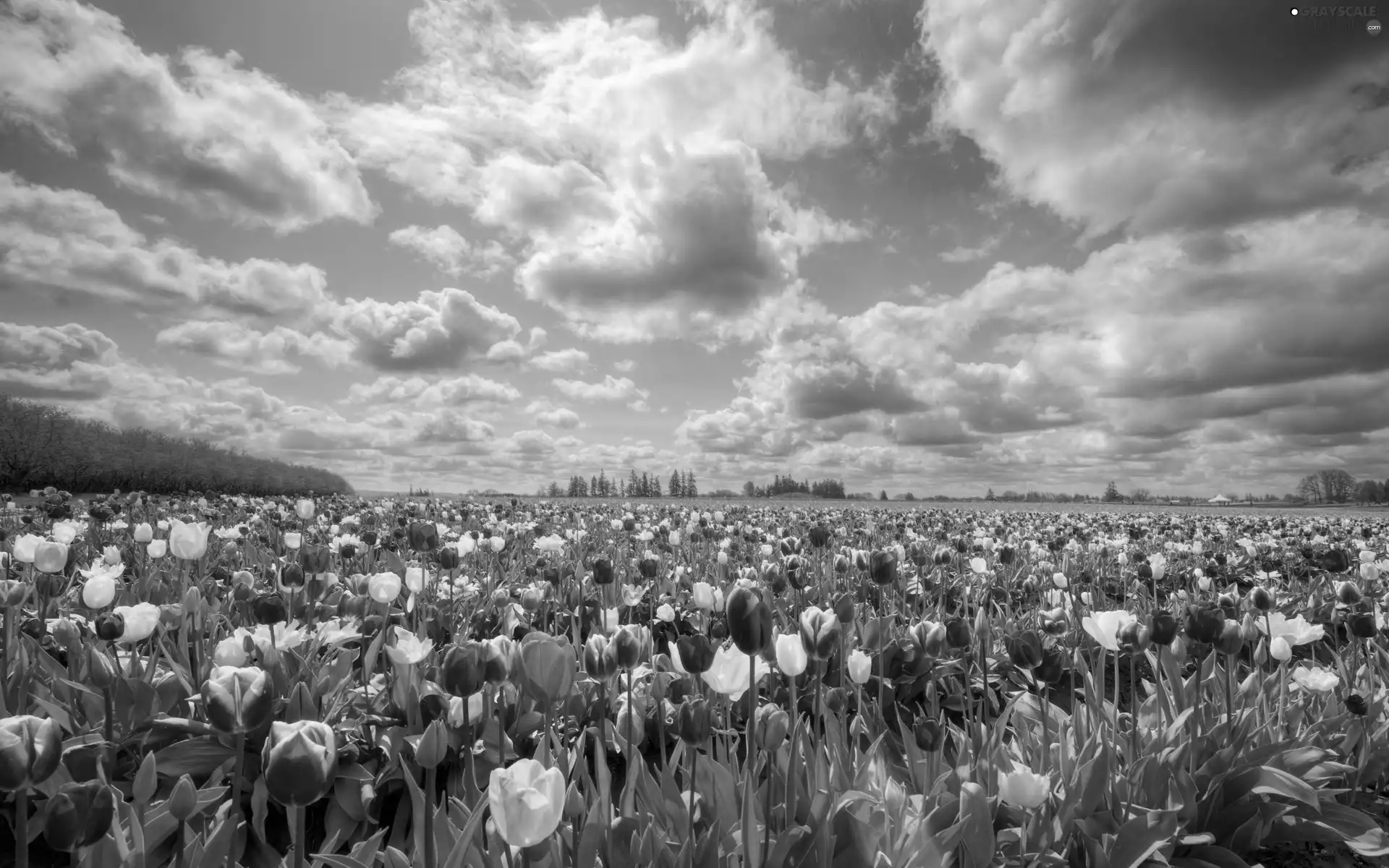 Tulips, Field, color