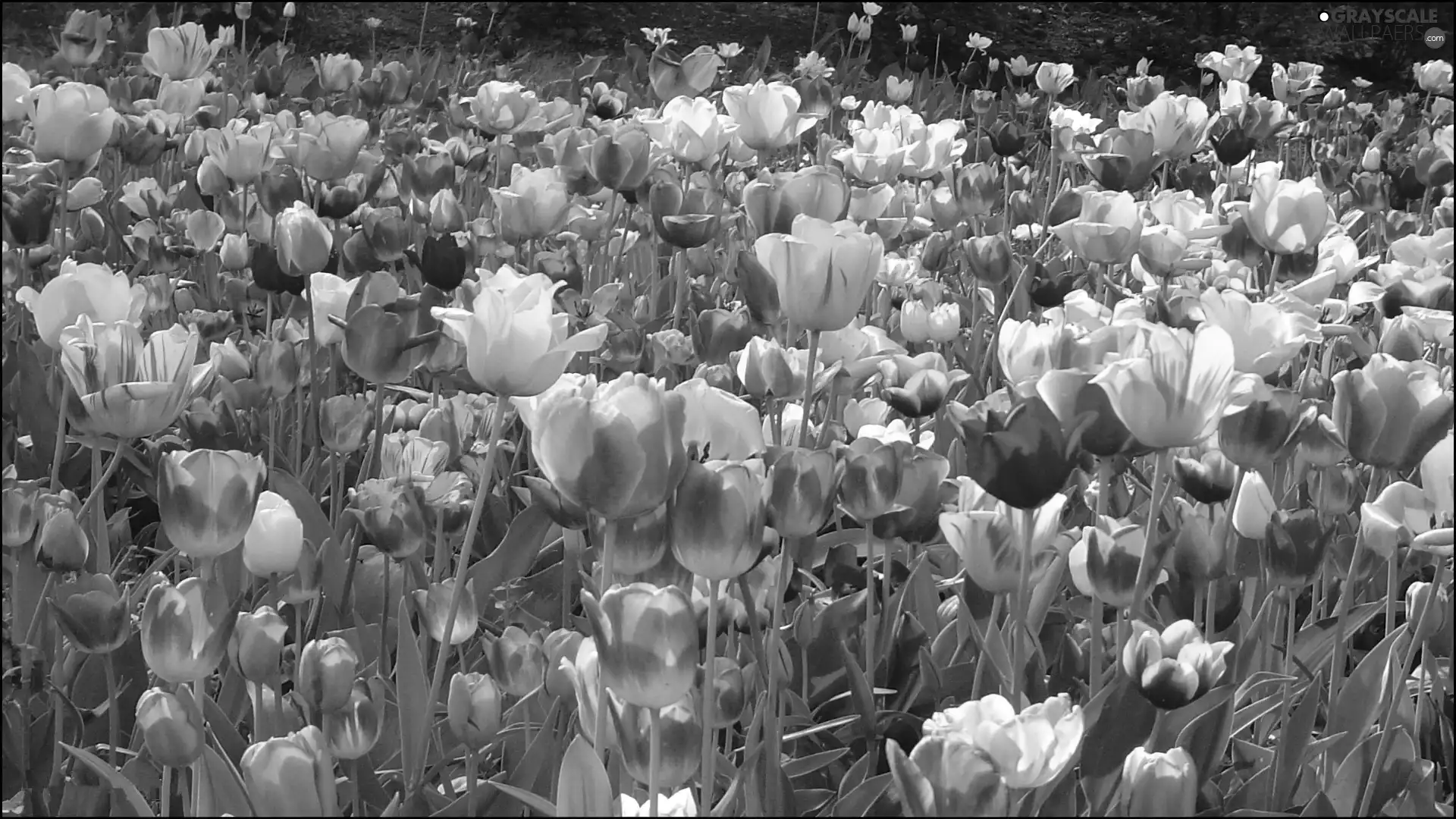 Tulips, Flowers, color