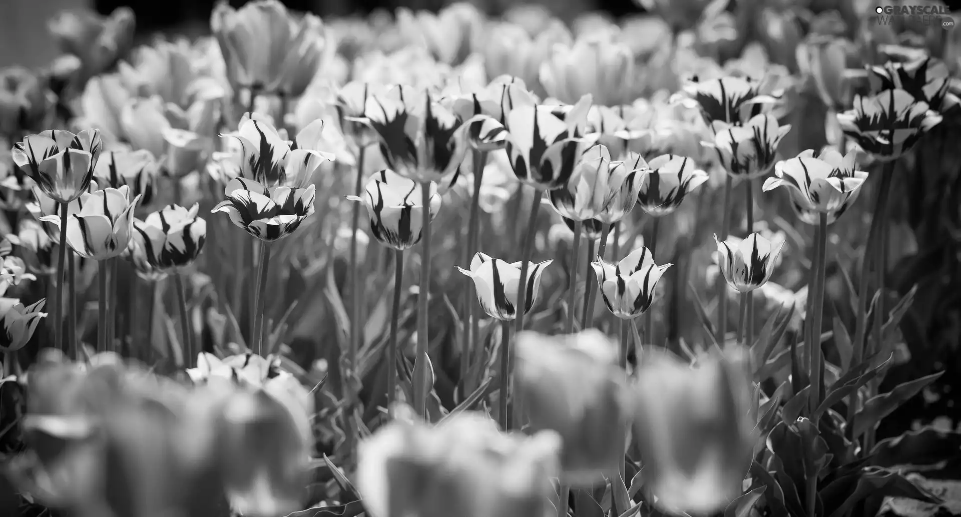 color, Tulips