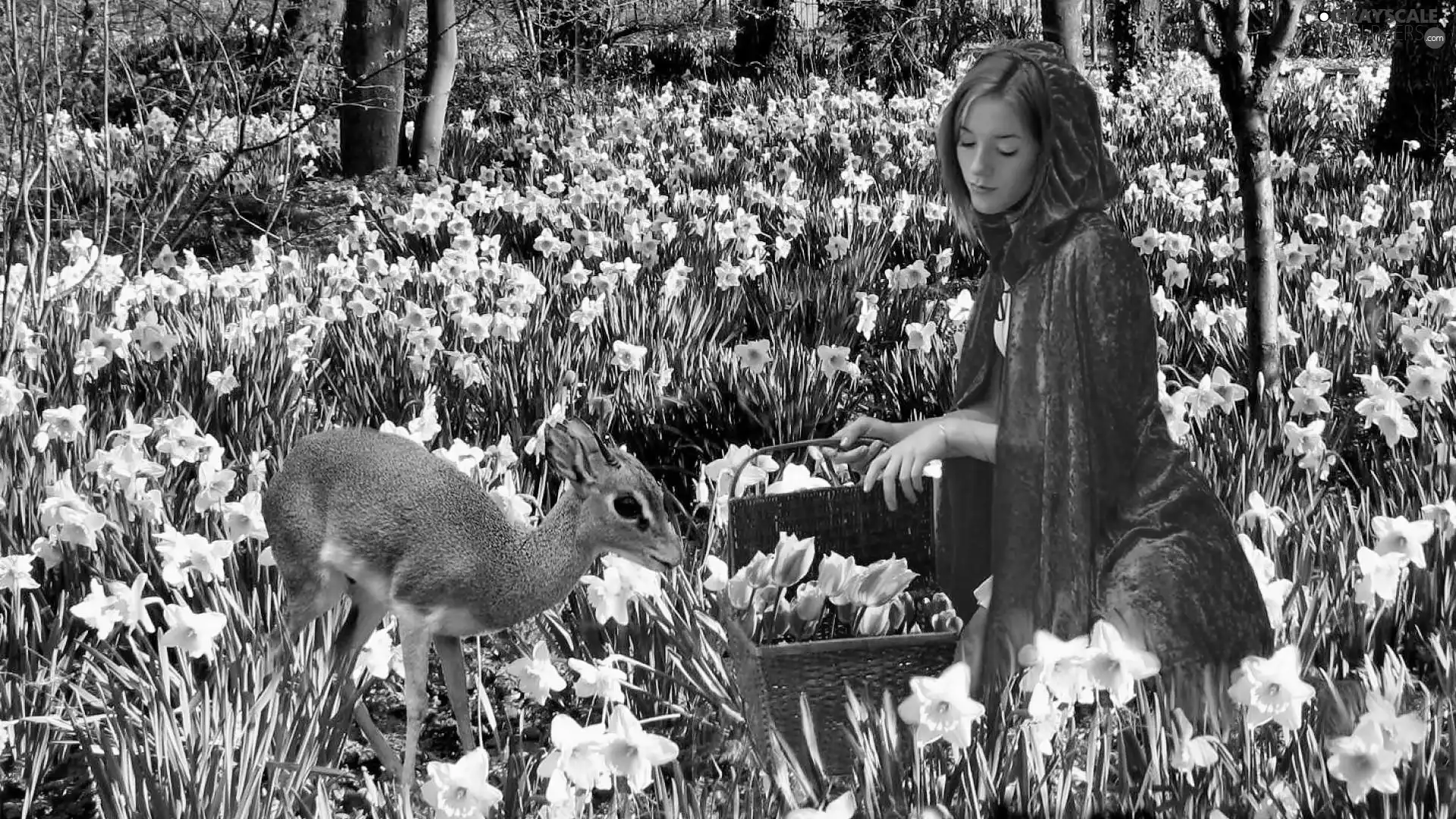 girl, Meadow, tulips, deer, basket, daffodils
