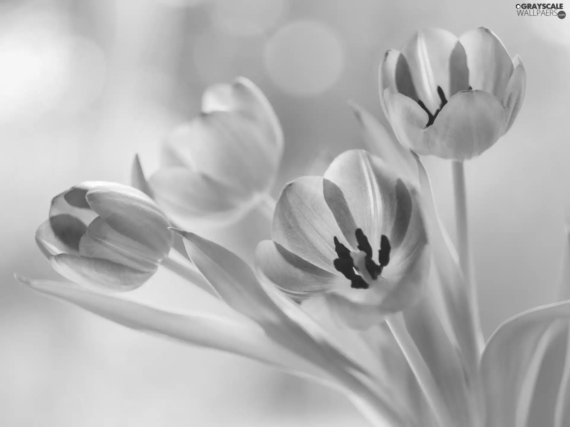 Tulips, Pink, developed