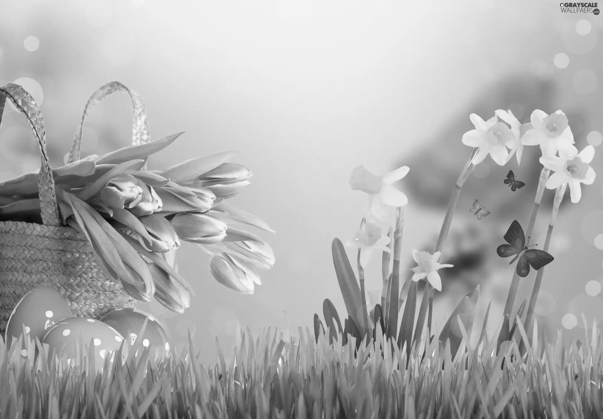 Easter, Daffodils, Tulips, eggs