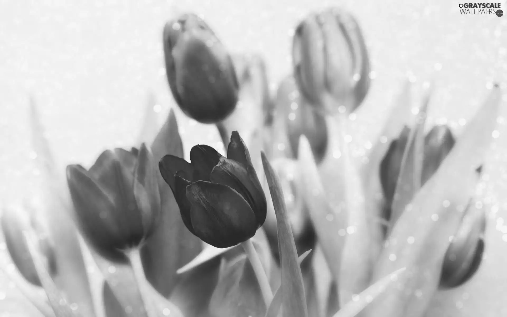 Flowers, Tulips