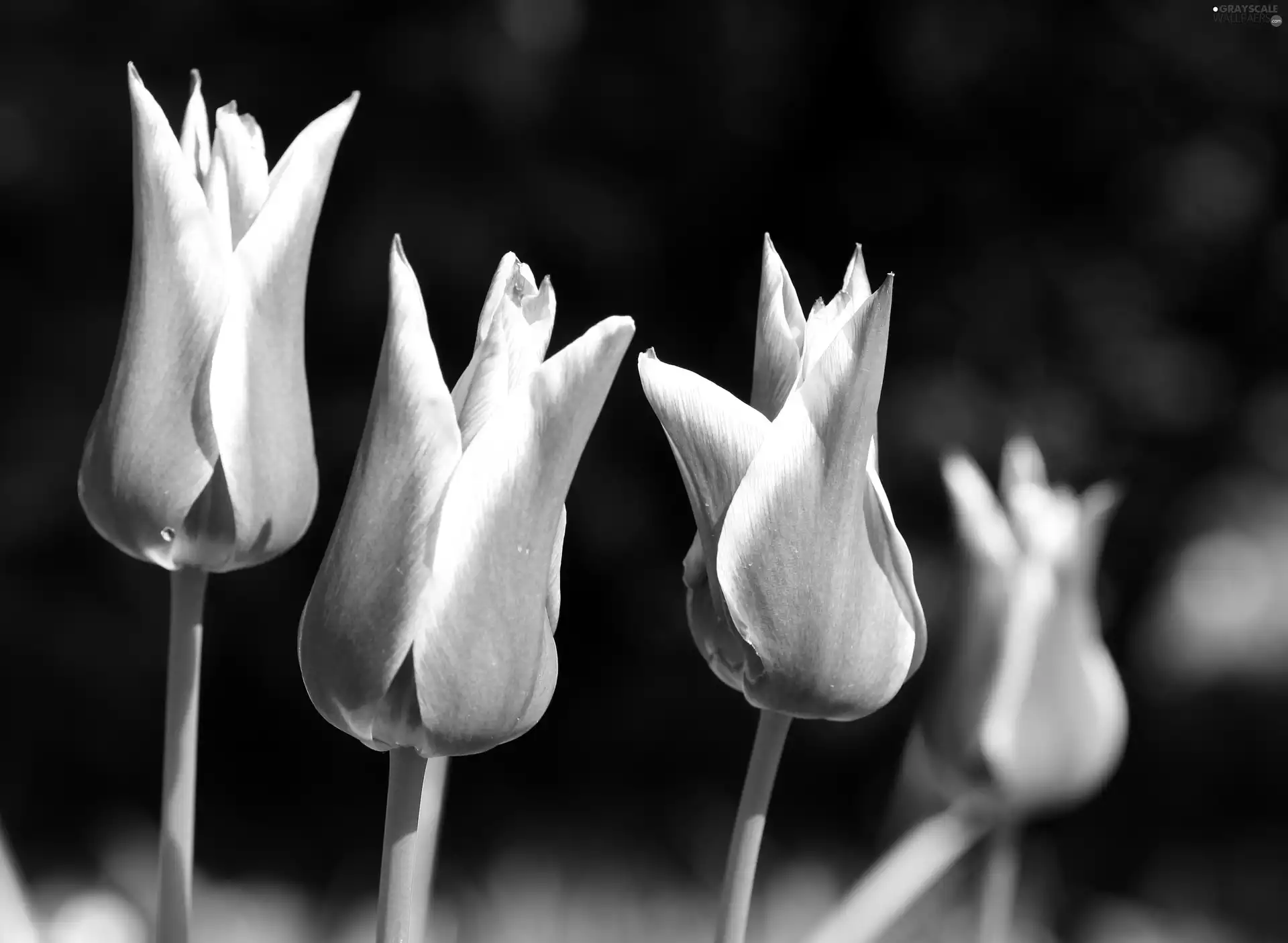 Flowers, Tulips