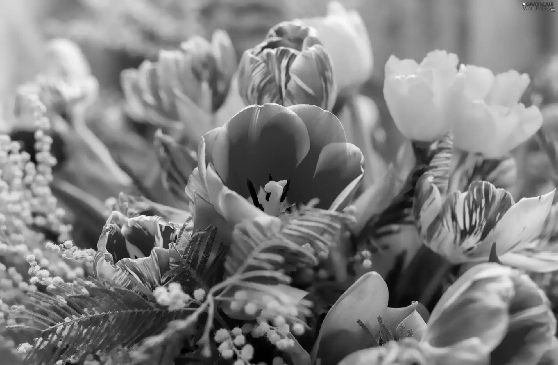 Tulips, bouquet, flowers